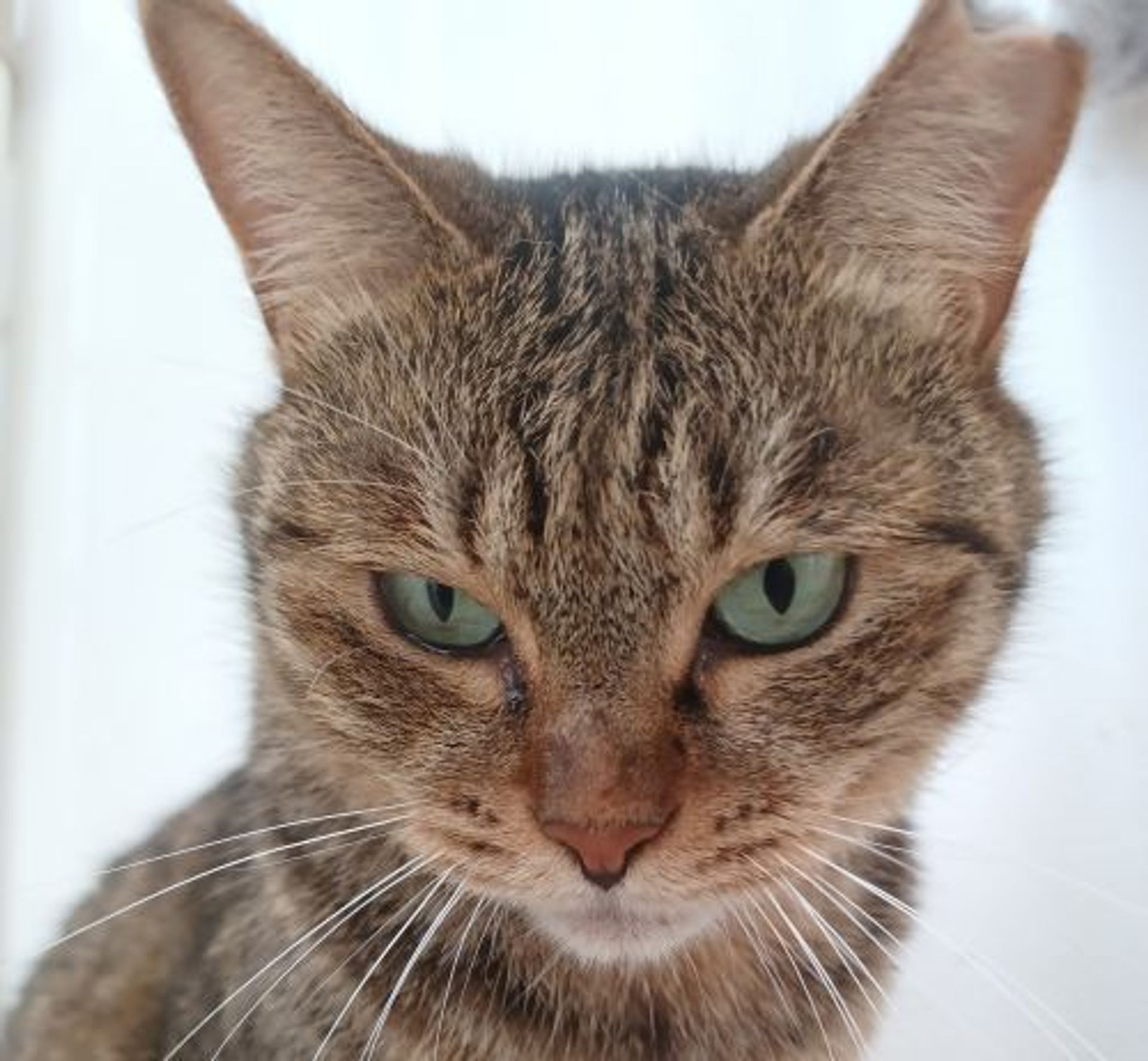 雑種（ミックス猫）・メスの里親募集の写真