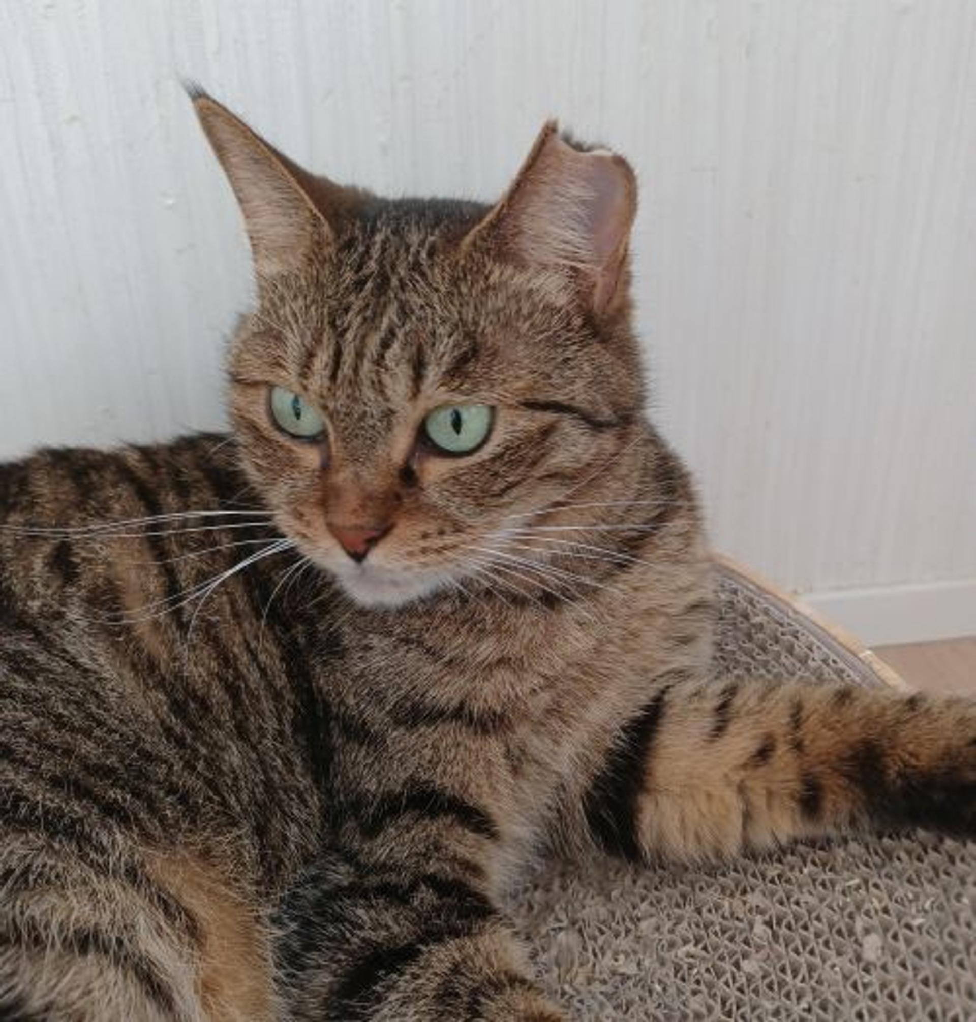 pet-image-4