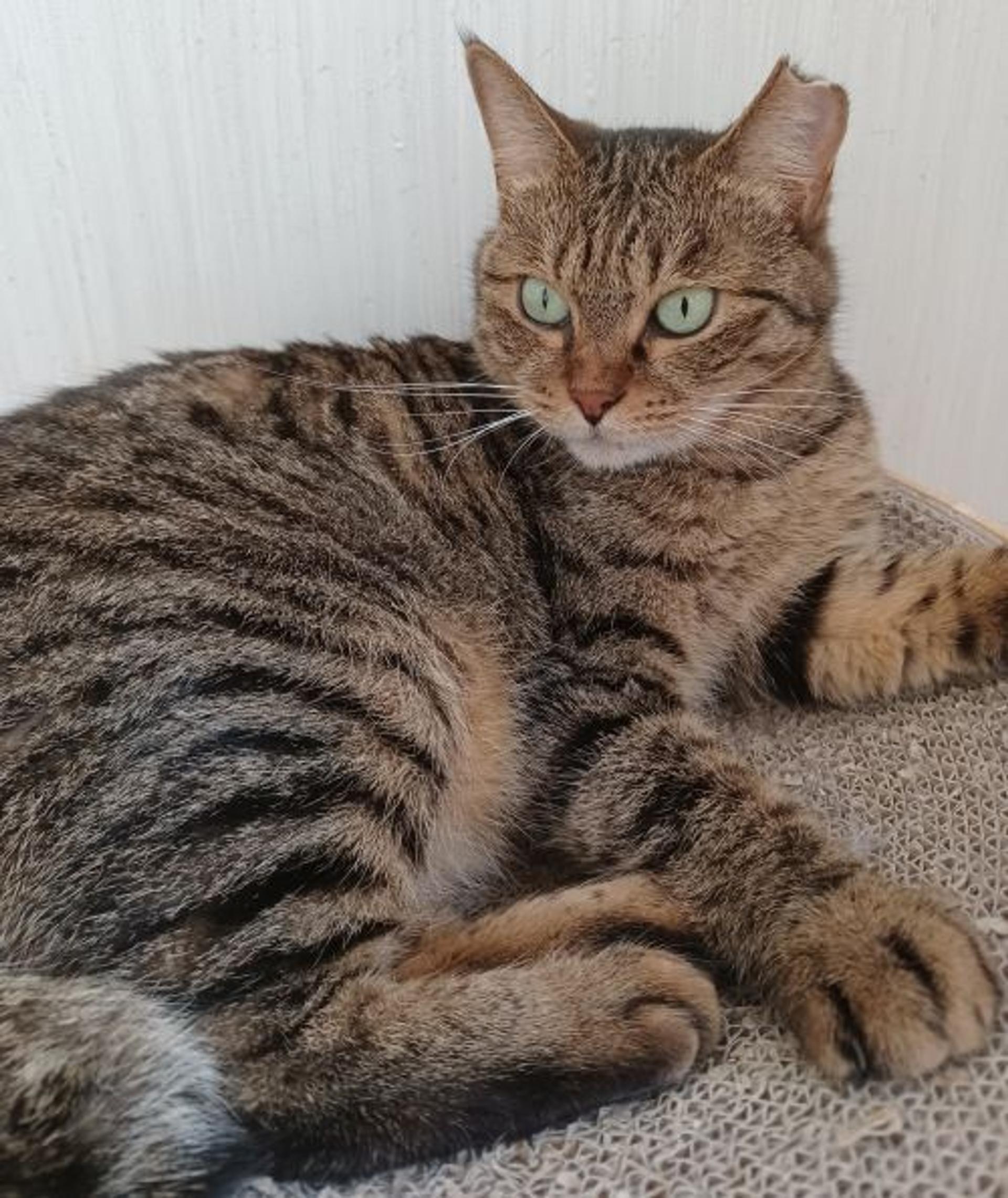 pet-image-5