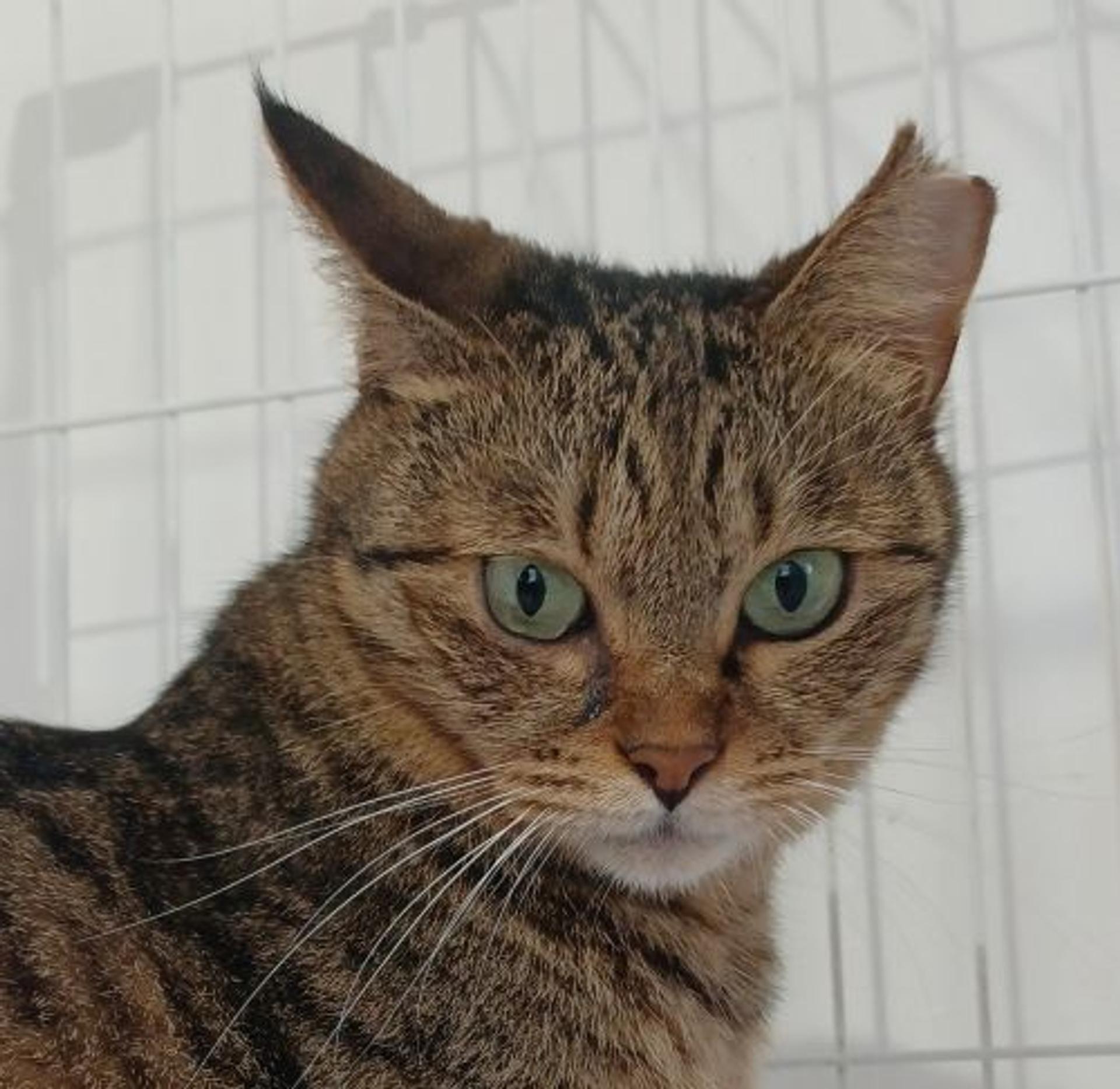 pet-image-6