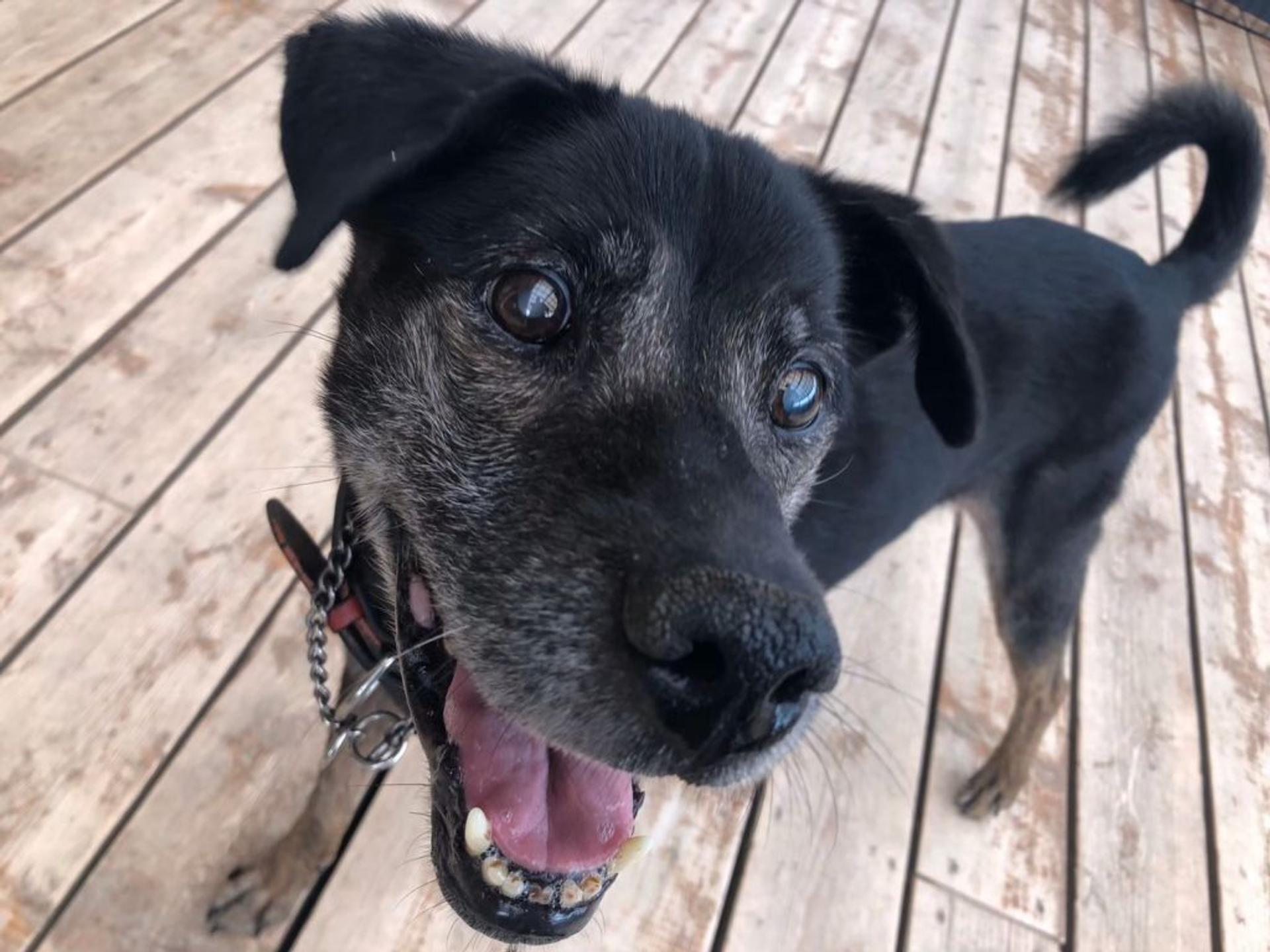 pet-image-9