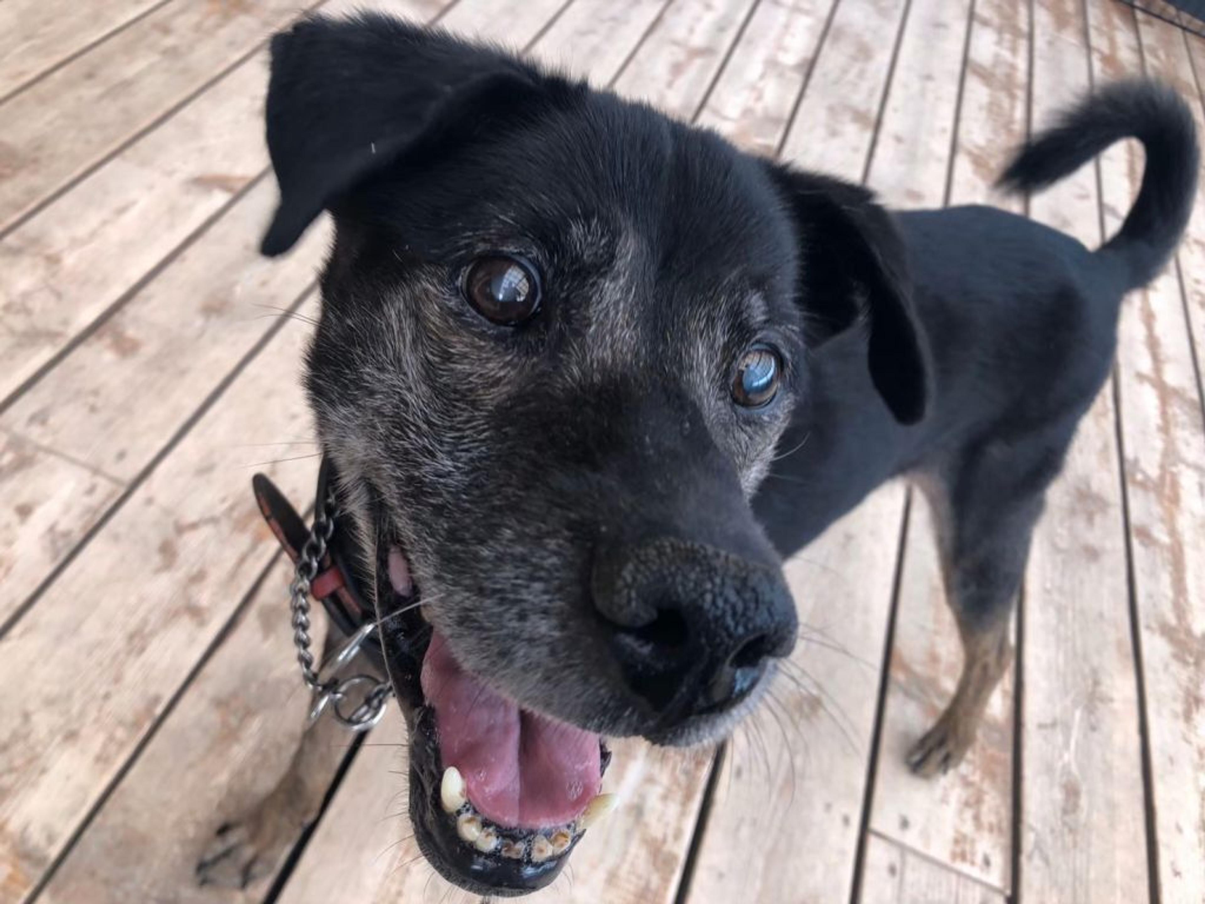 pet-image-9