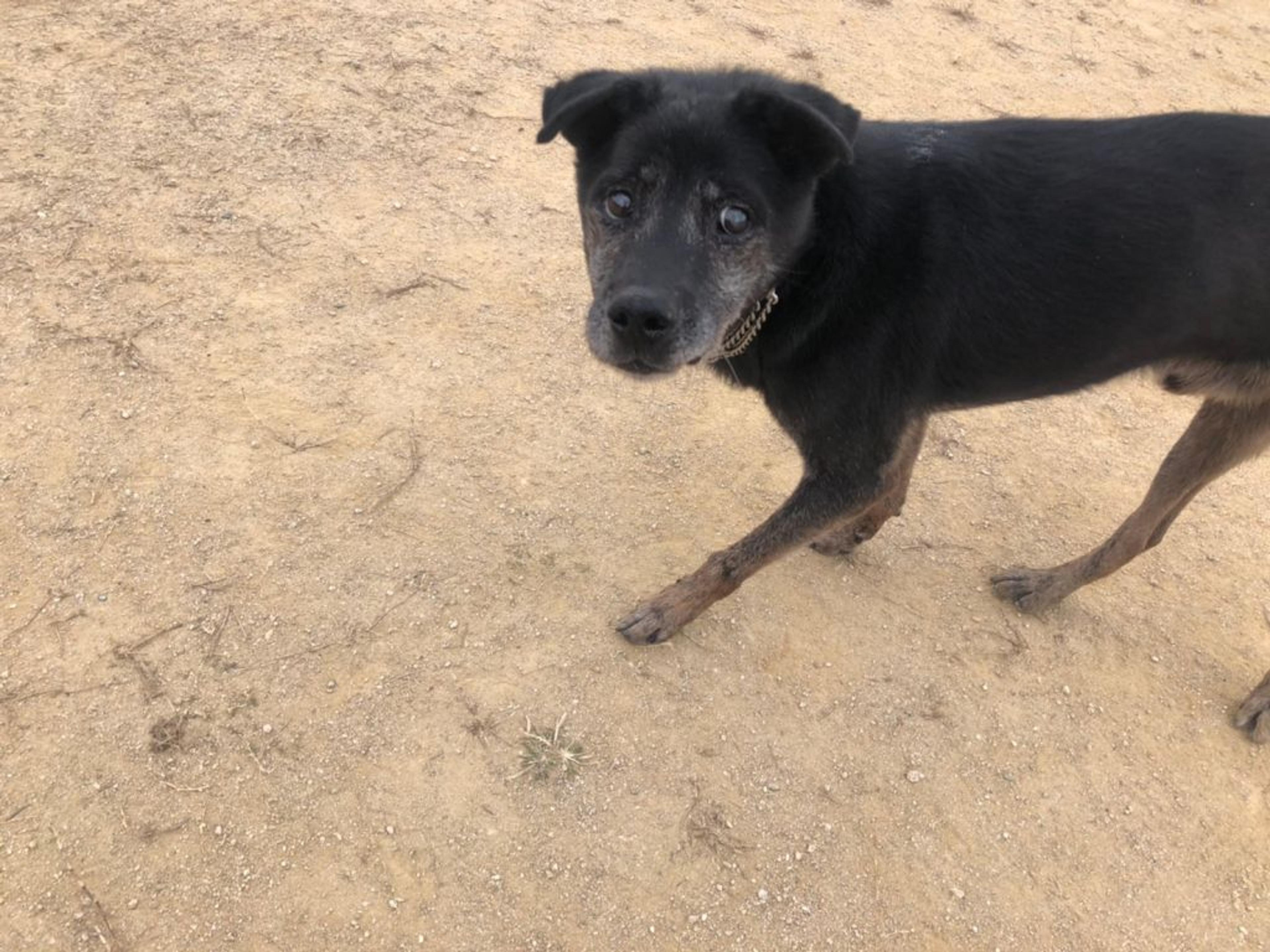 pet-image-8