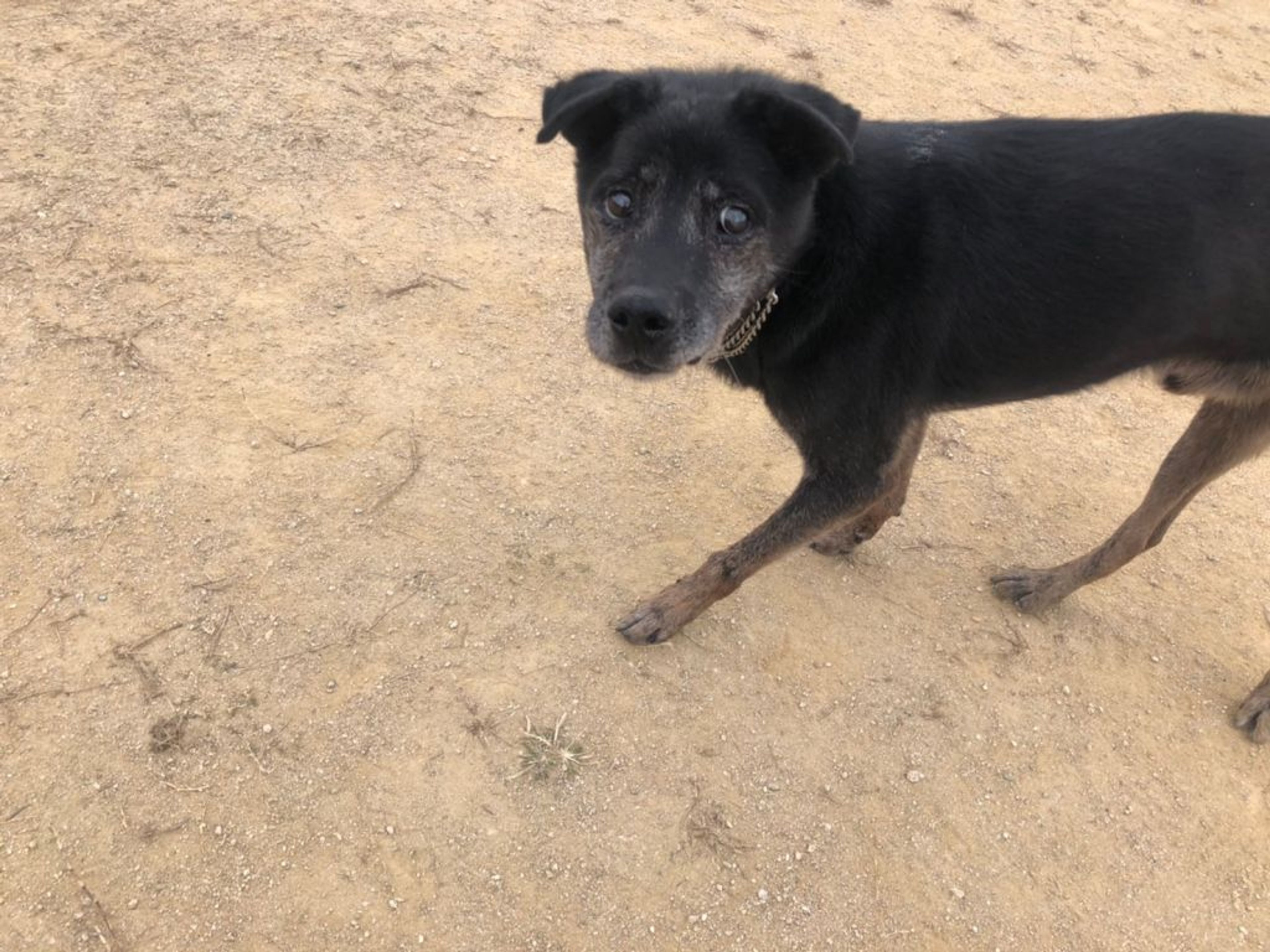 pet-image-8
