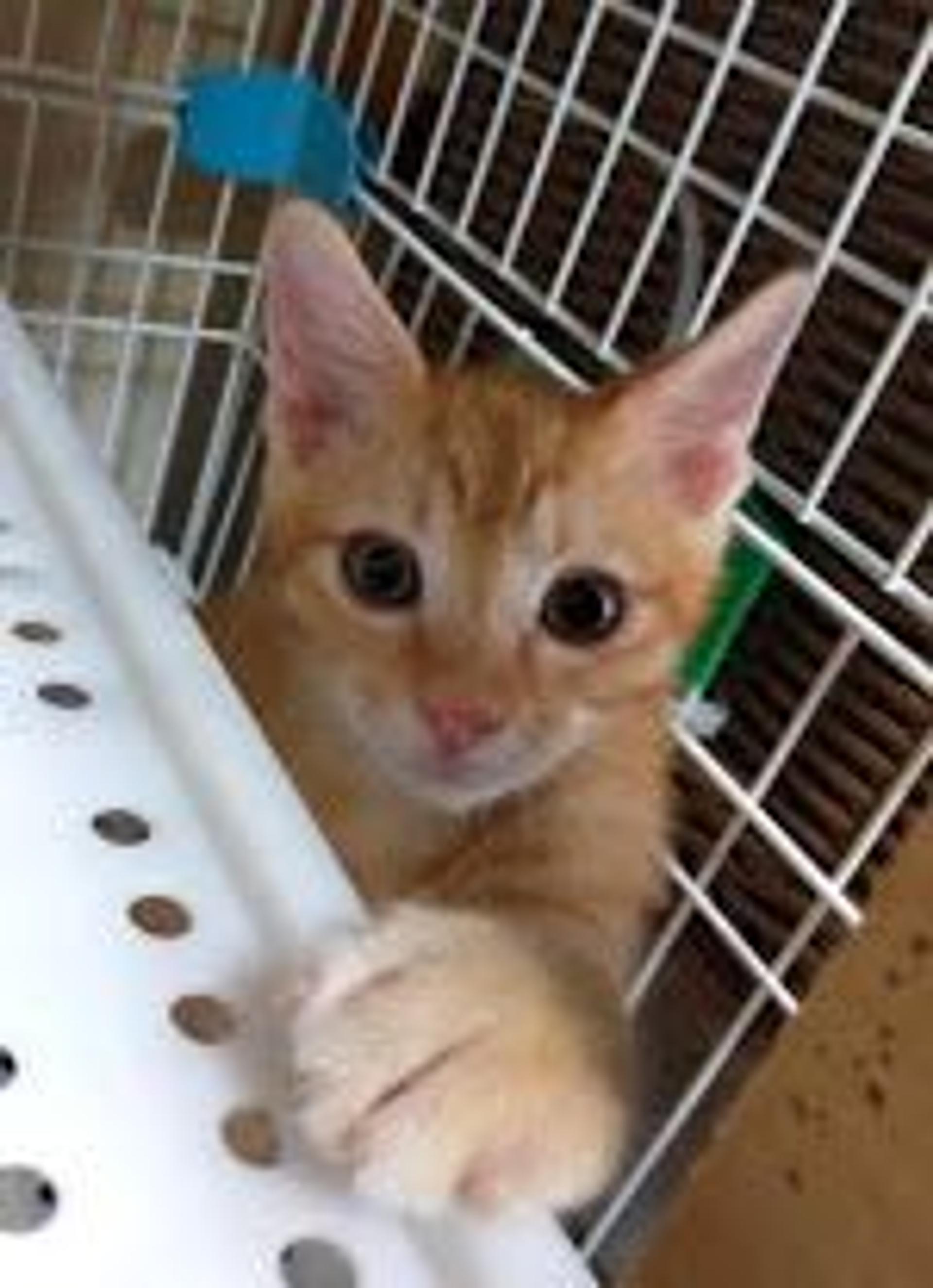pet-image-2