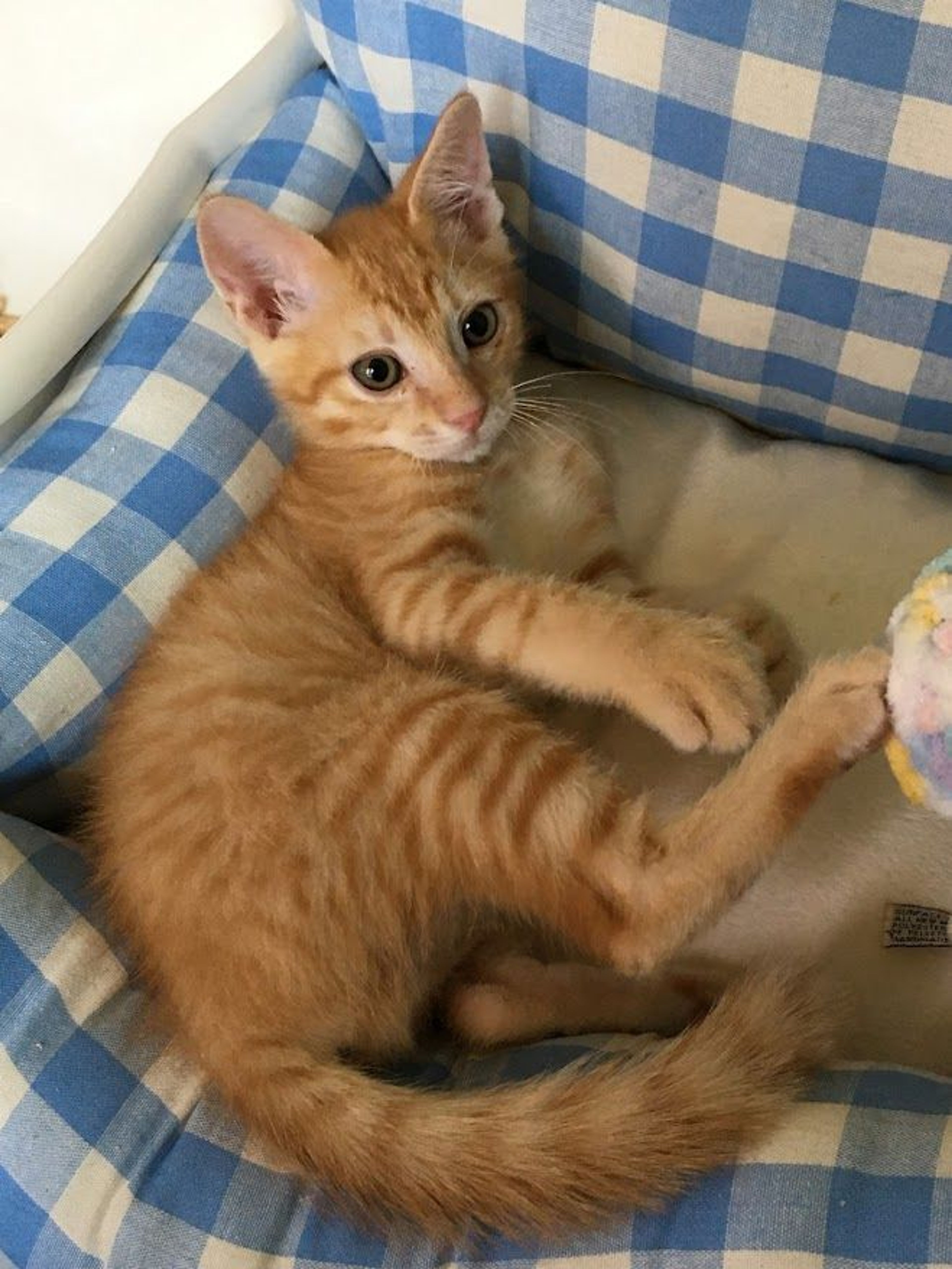 pet-image-4