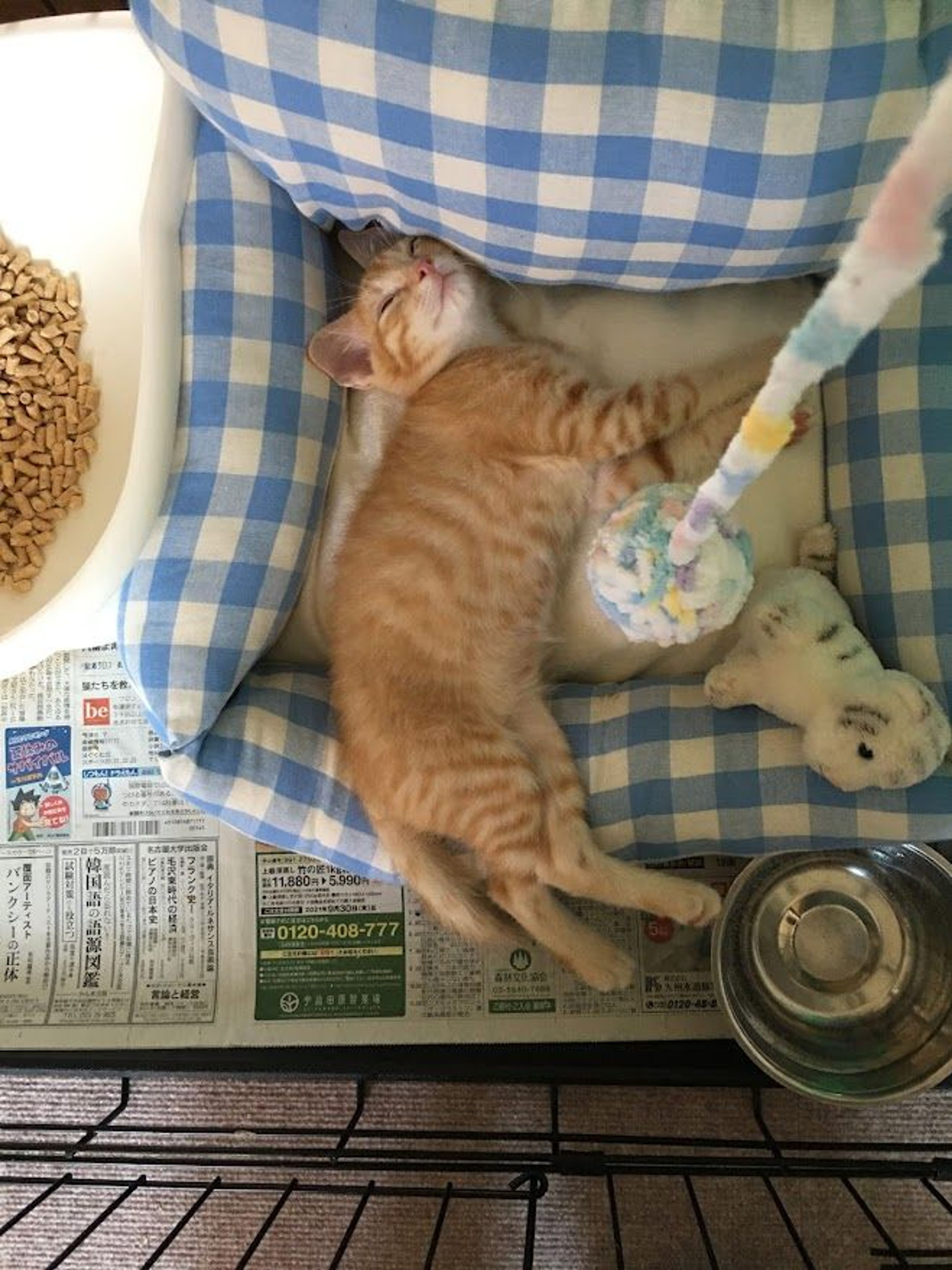 pet-image-5