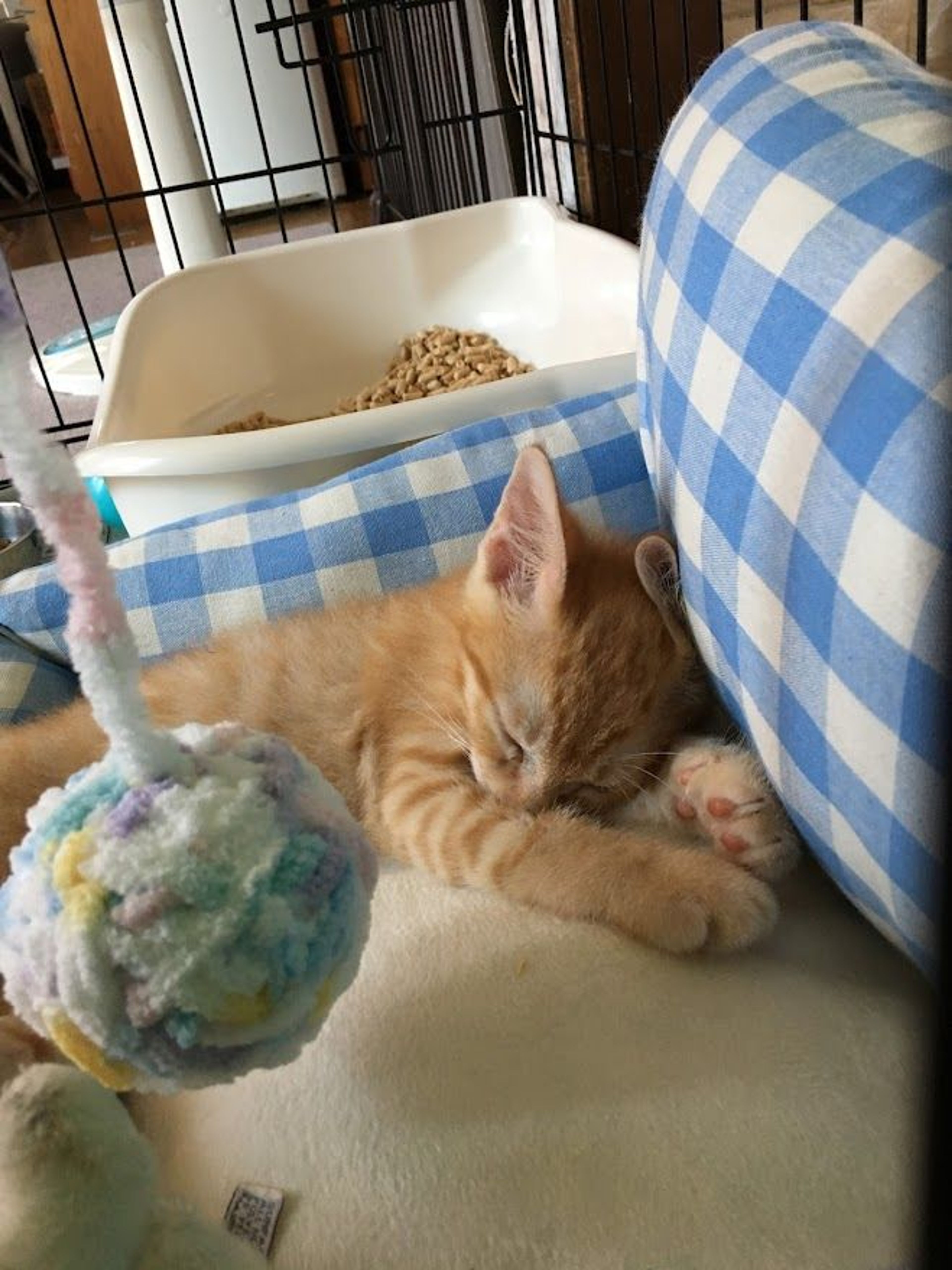 pet-image-7