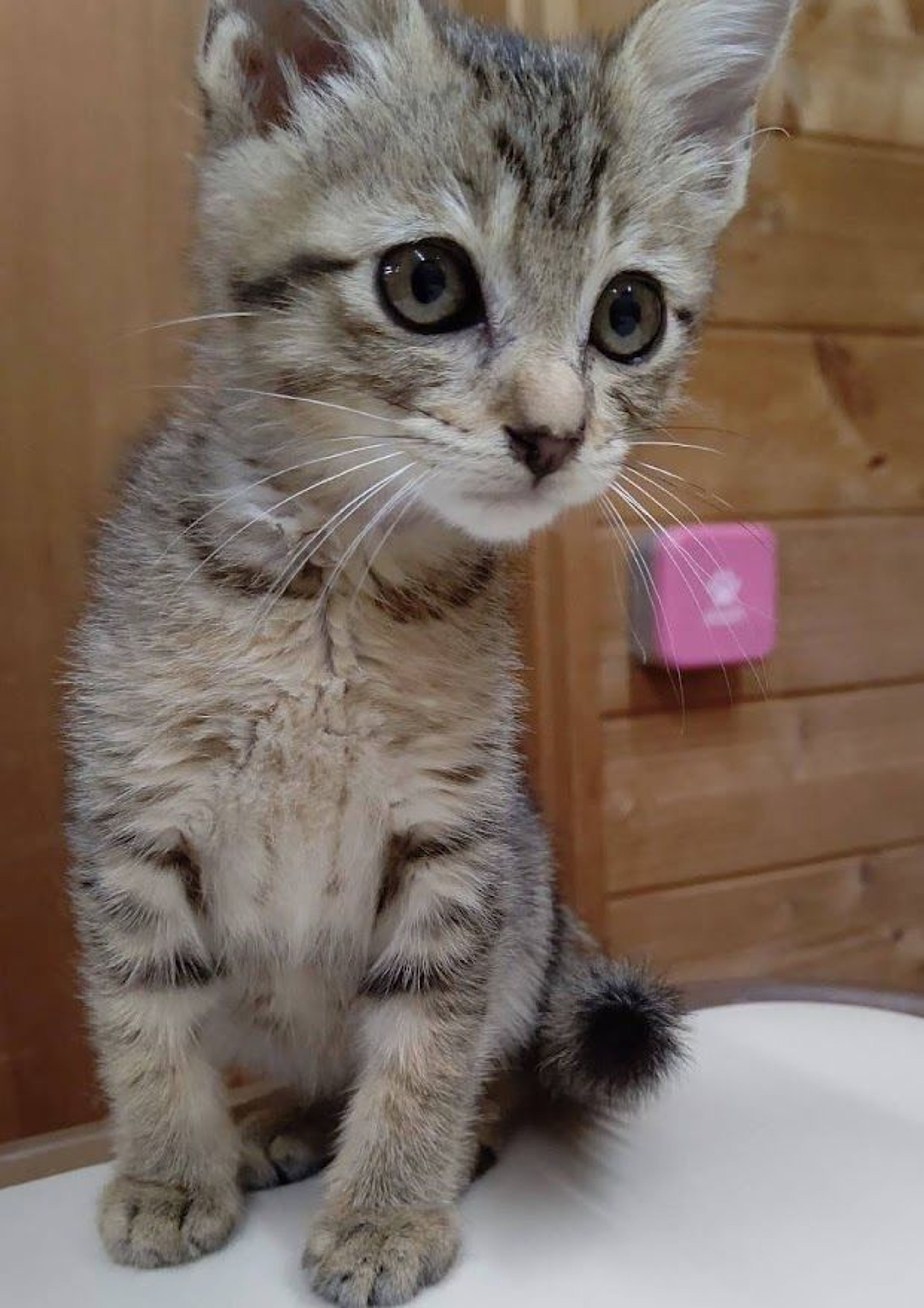 pet-image-2