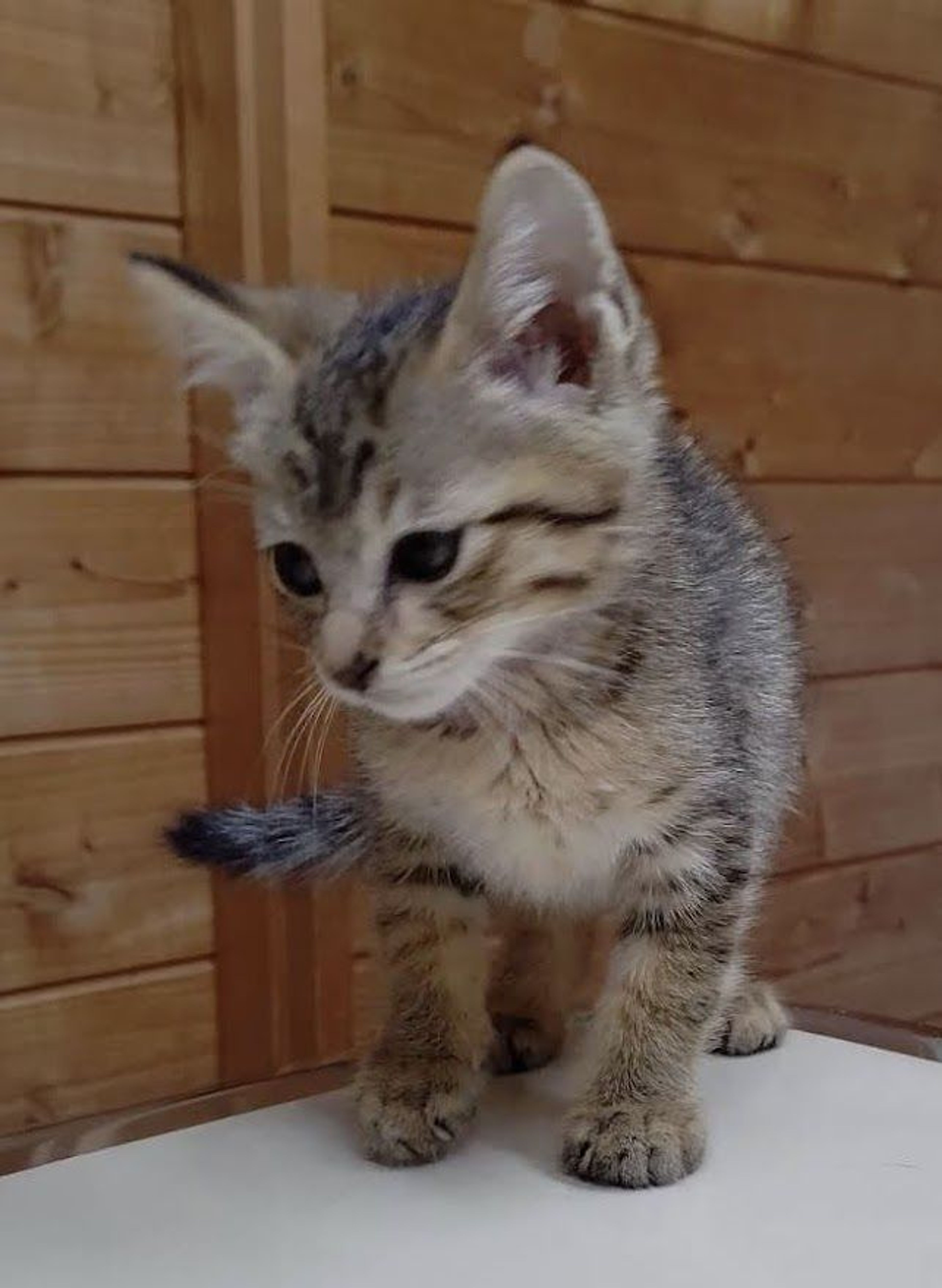 pet-image-4