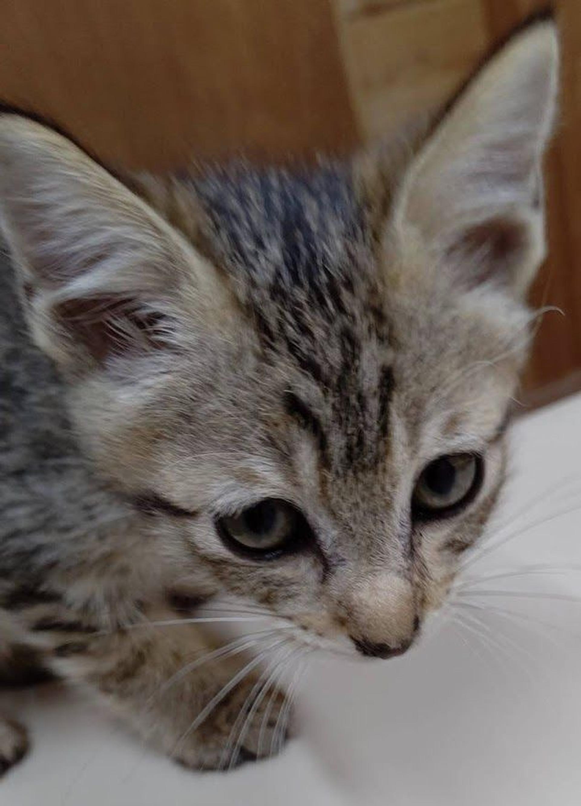 pet-image-5