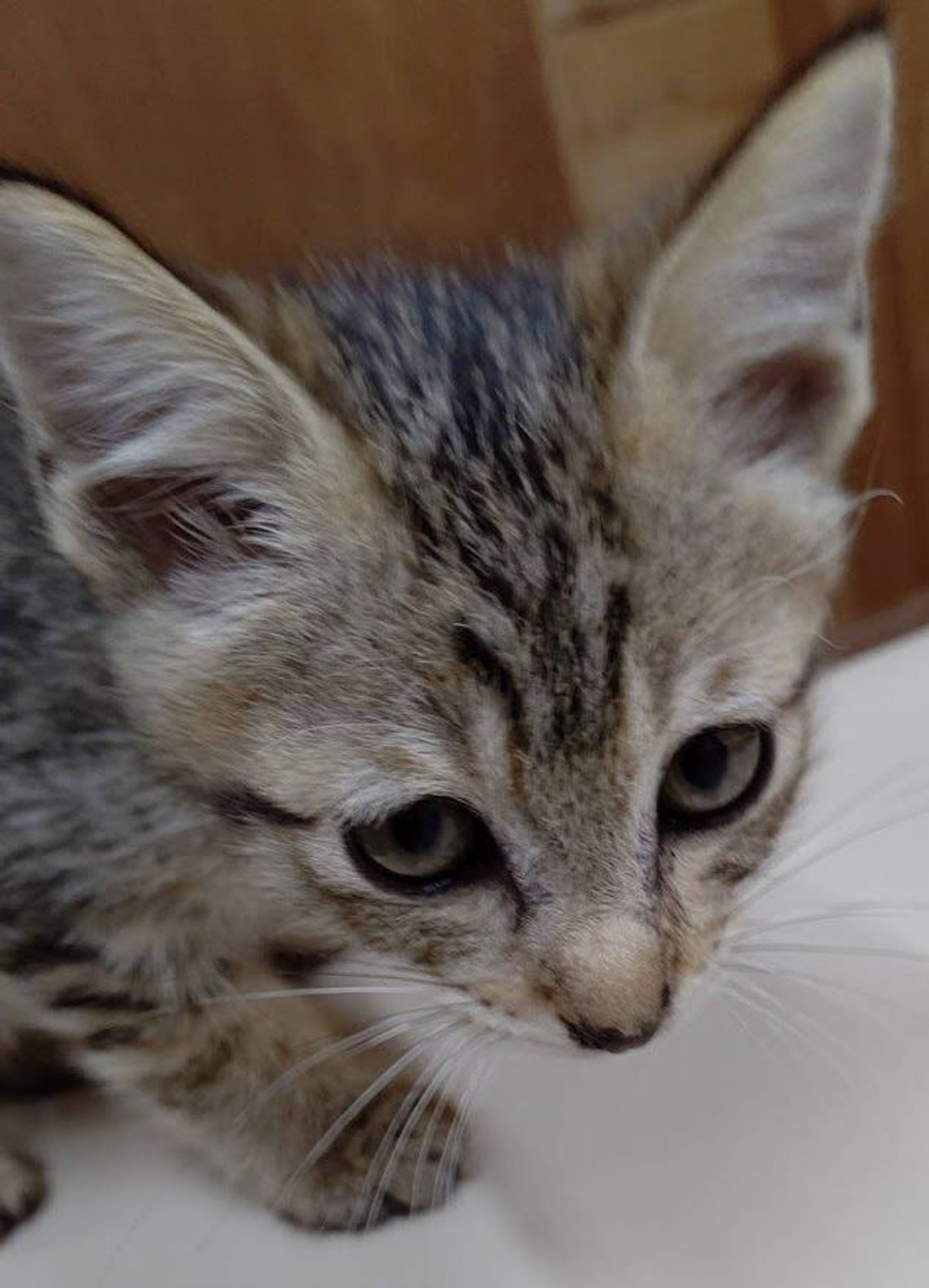 pet-image-5