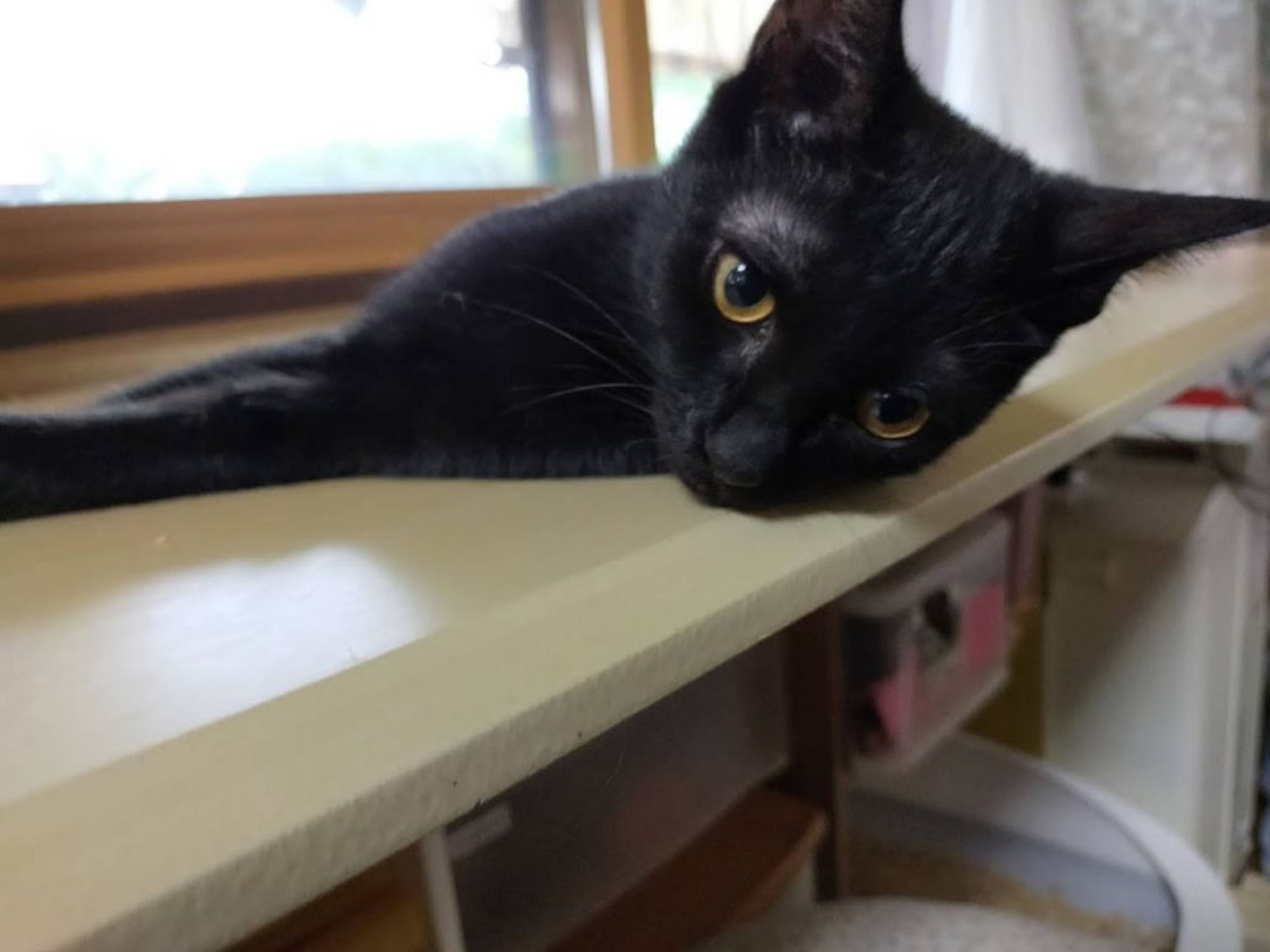 pet-image-6