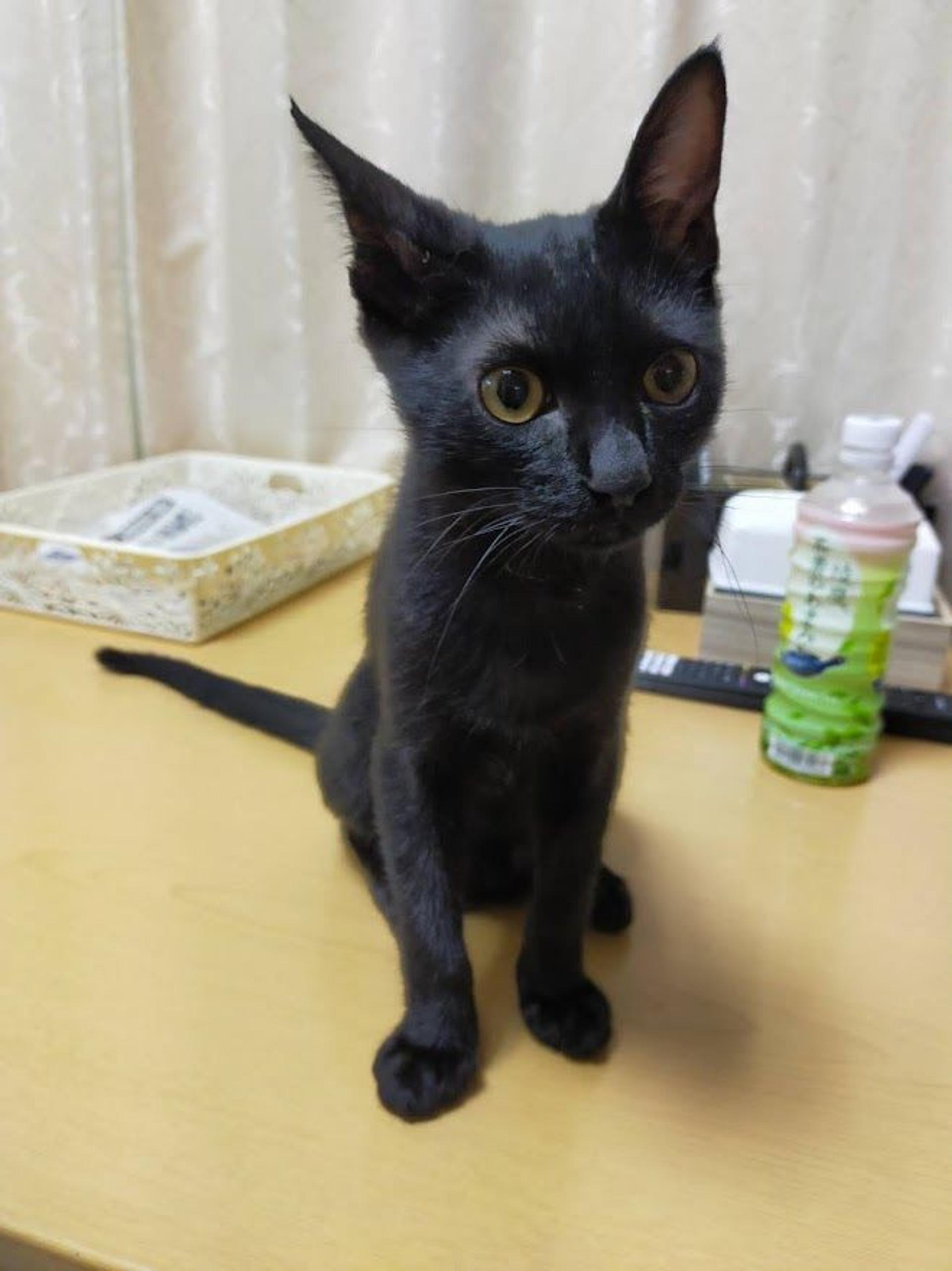 pet-image-7