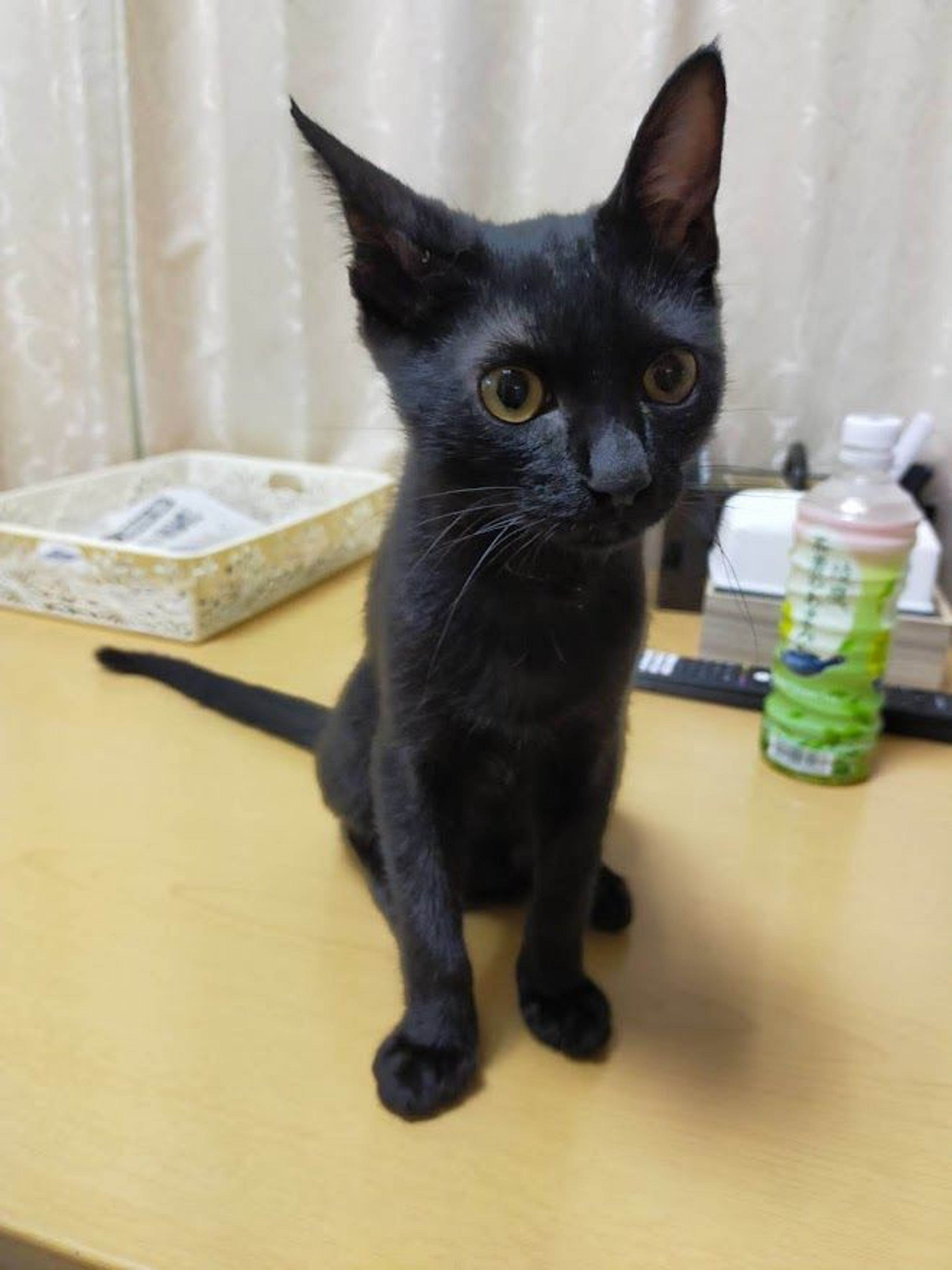 pet-image-7