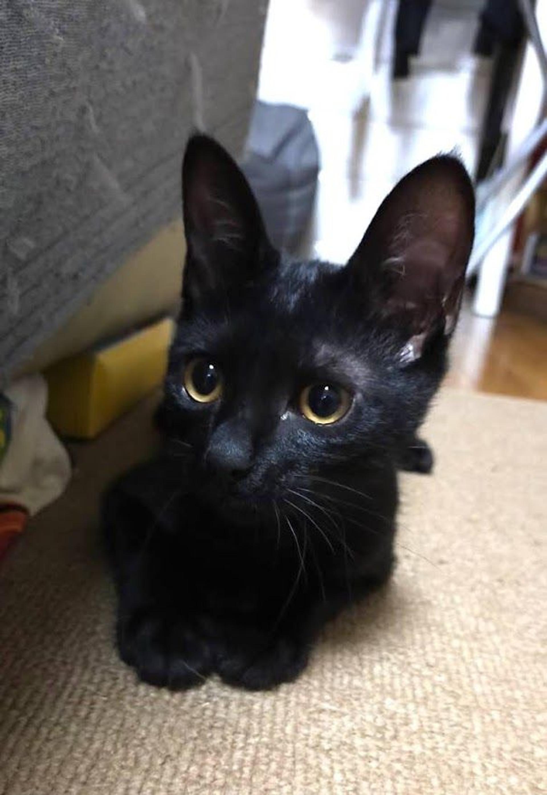 pet-image-8