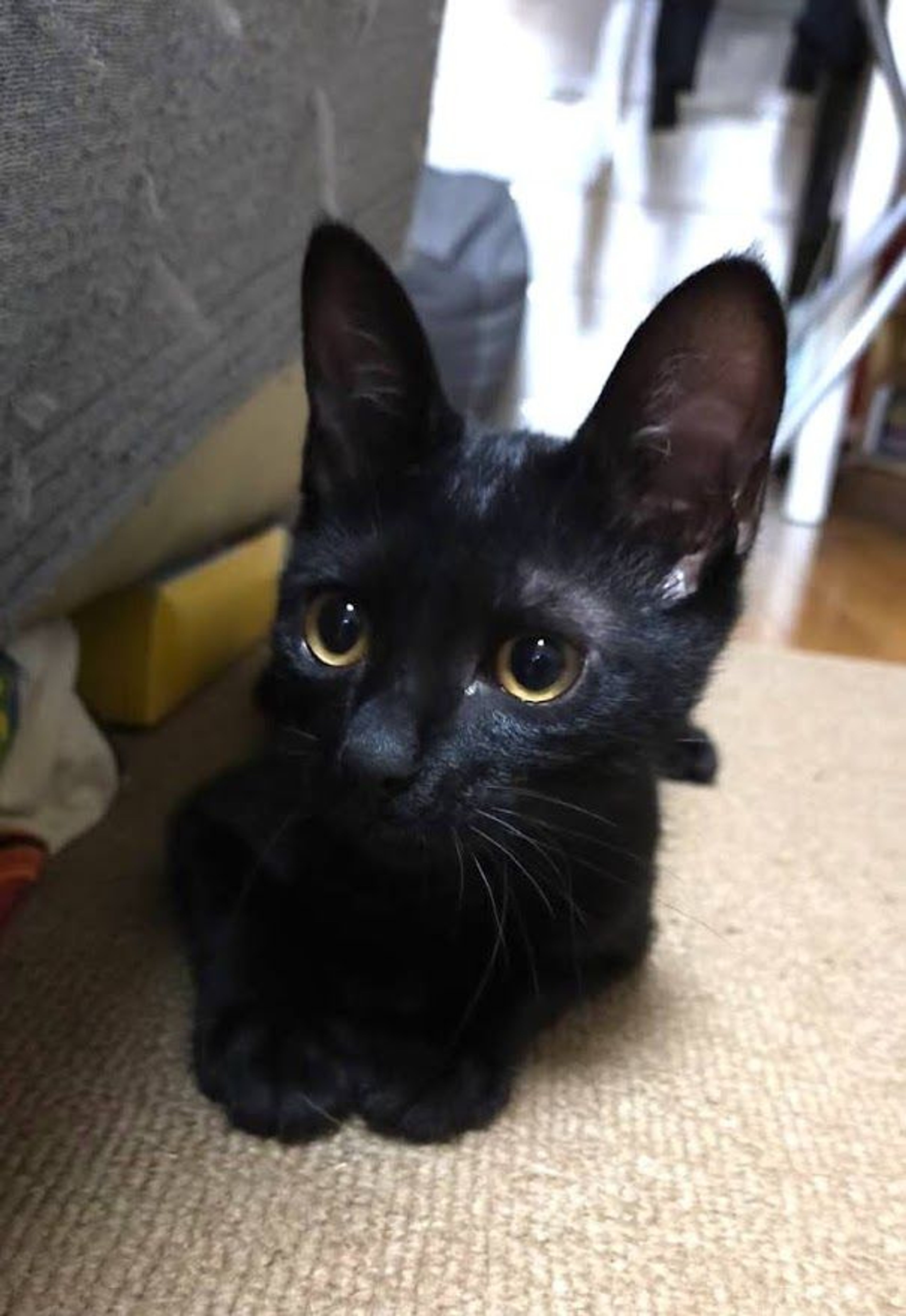 pet-image-8