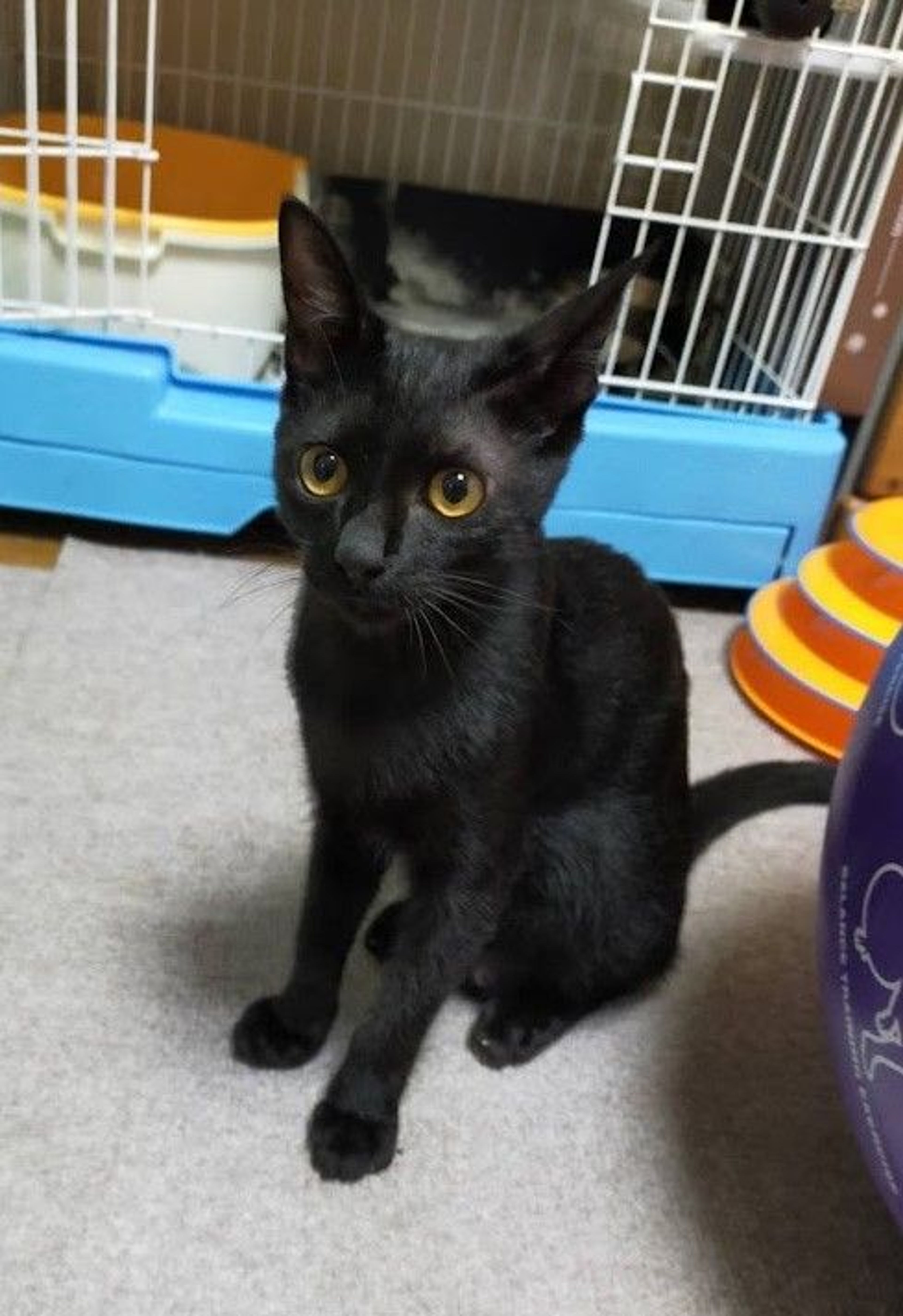 pet-image-5