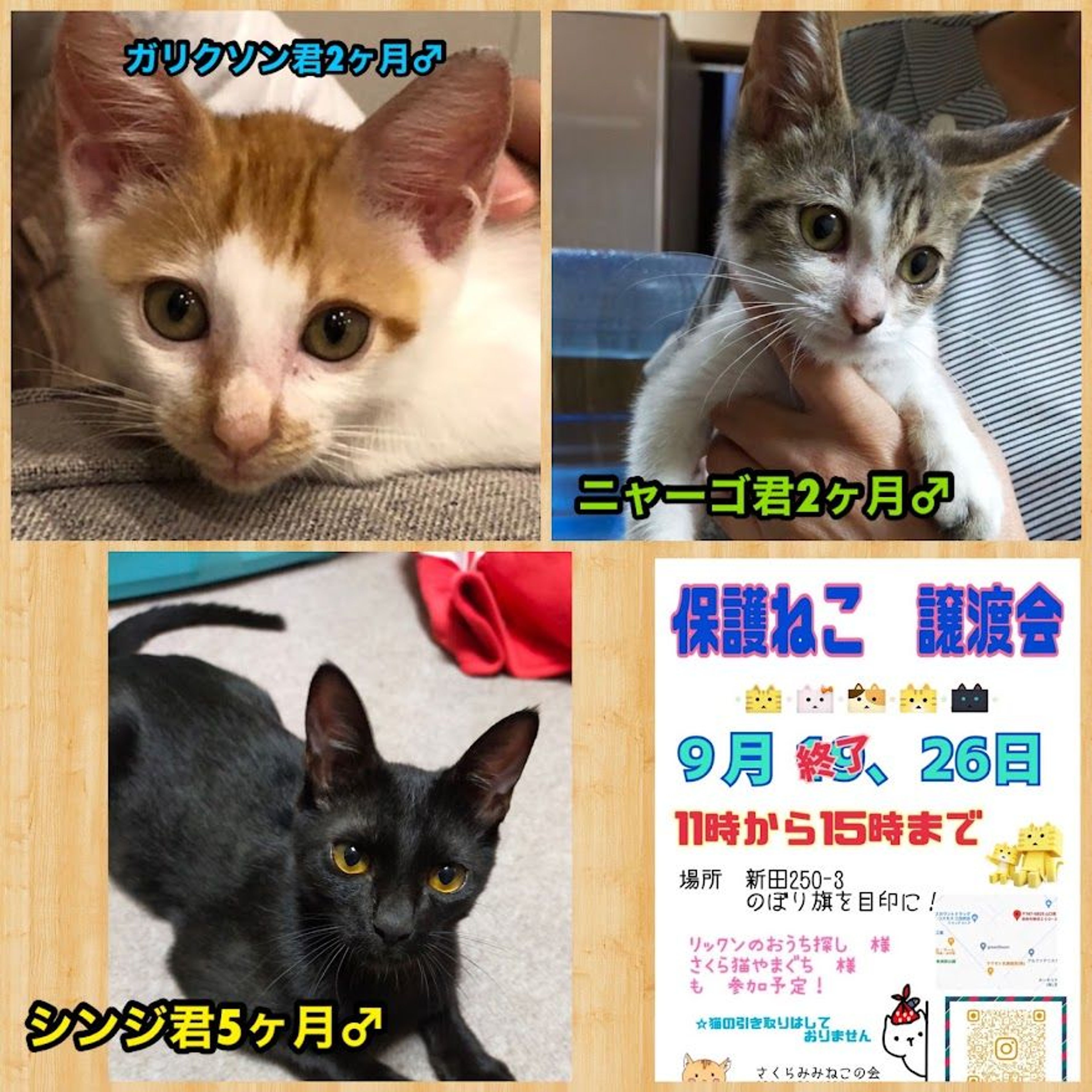 雑種（ミックス猫）・オスの里親募集の写真