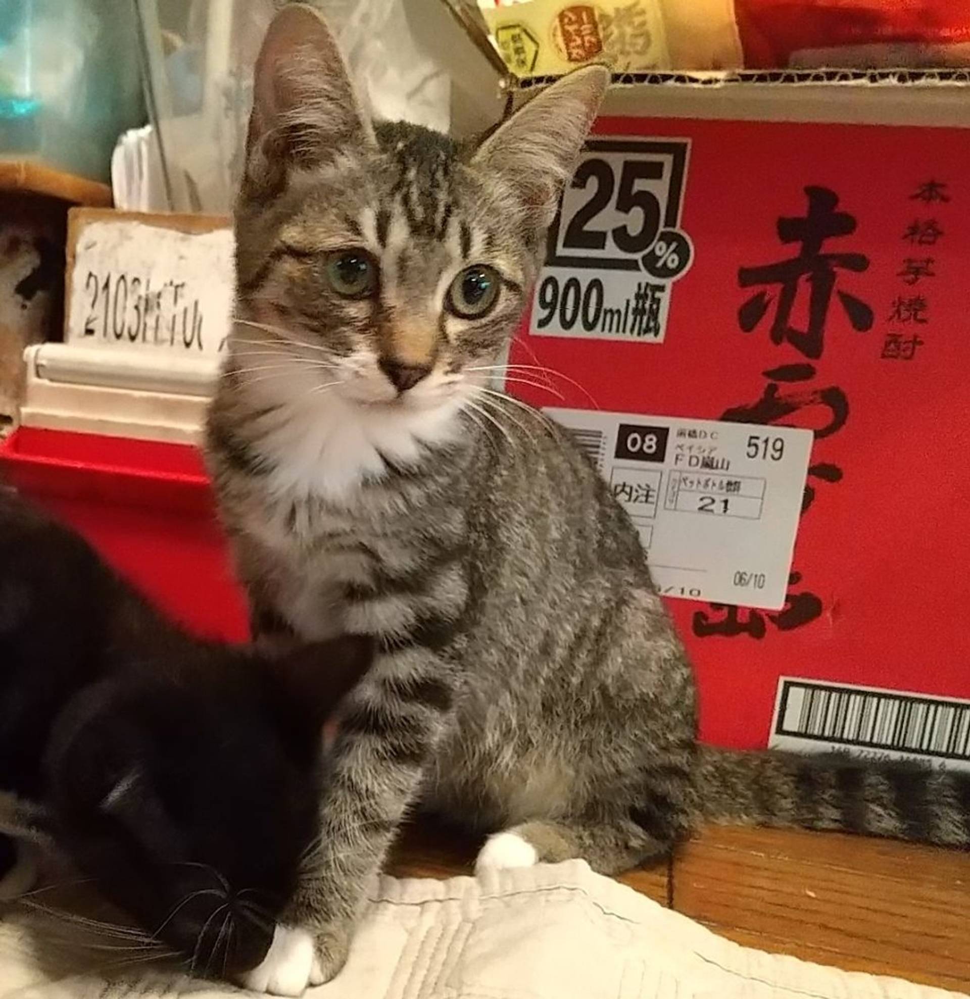 雑種（ミックス猫）・メスの里親募集の写真