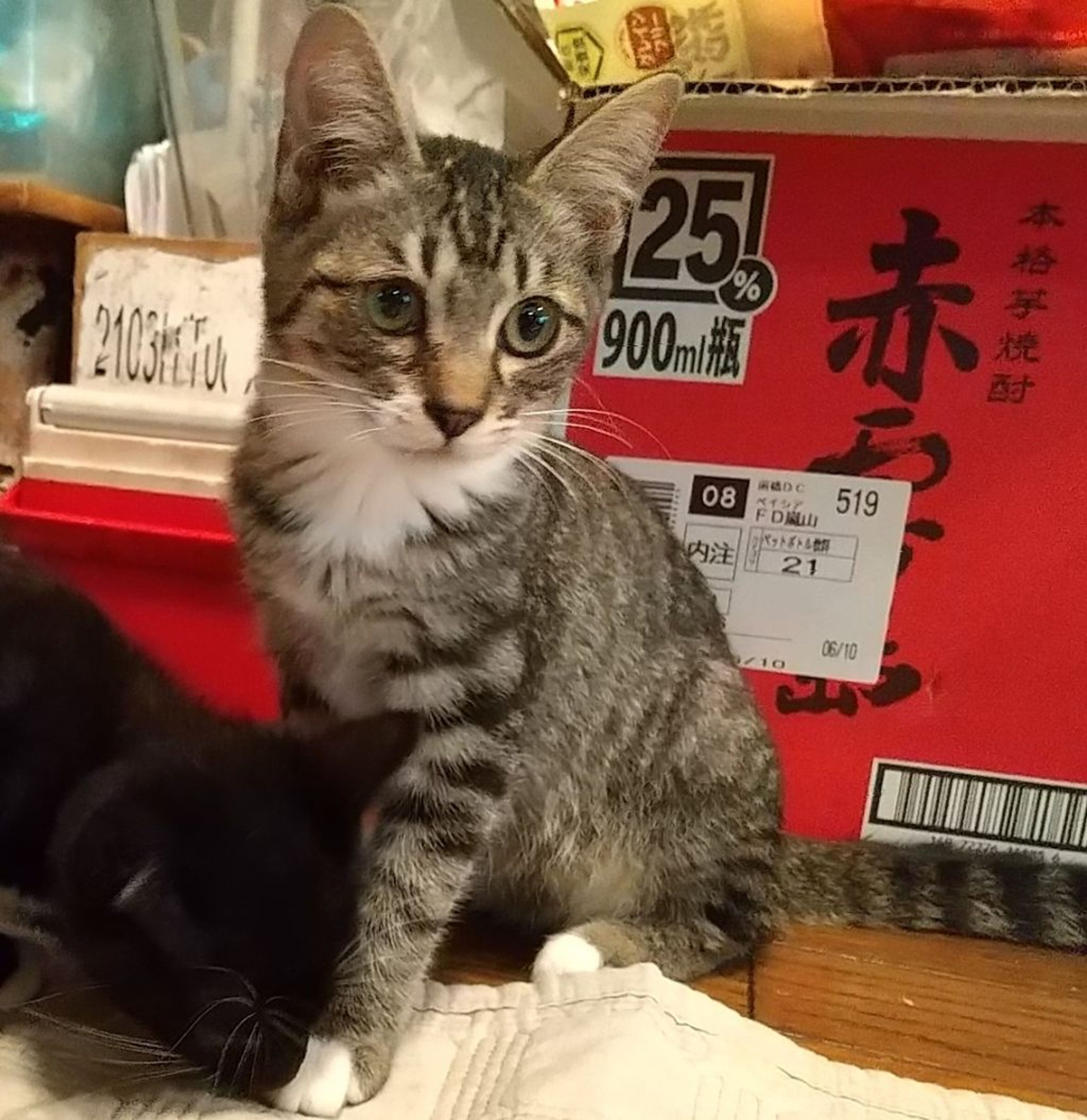 雑種（ミックス猫）・メスの里親募集の写真