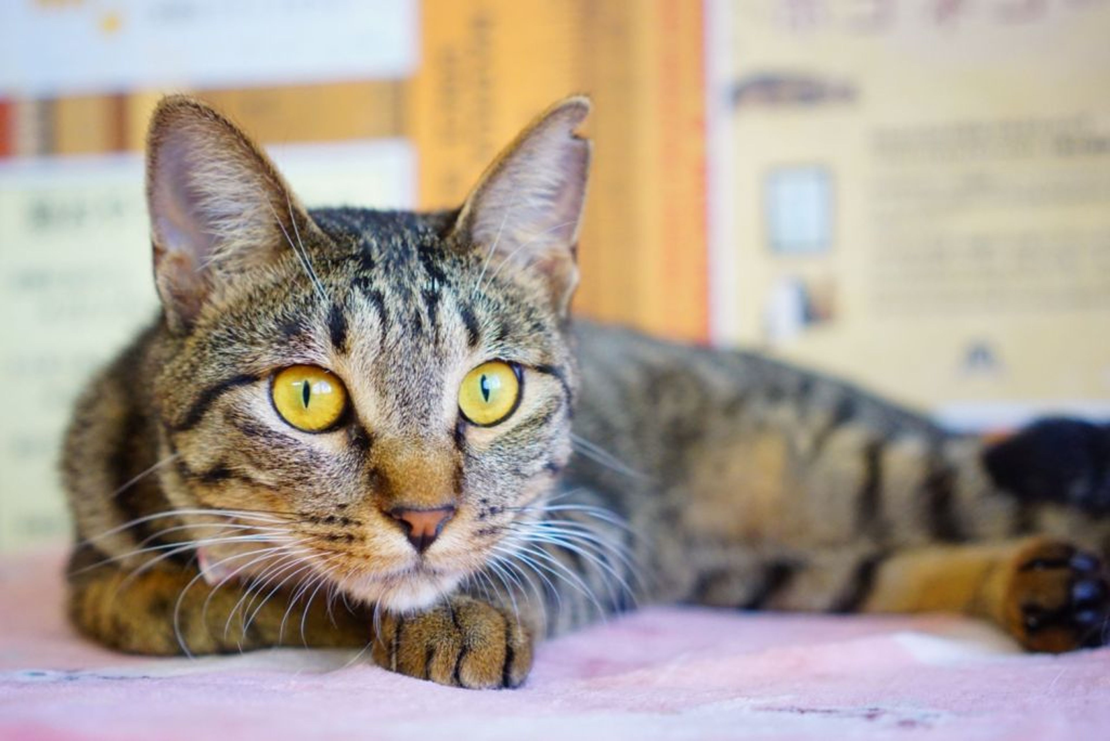 pet-image-3