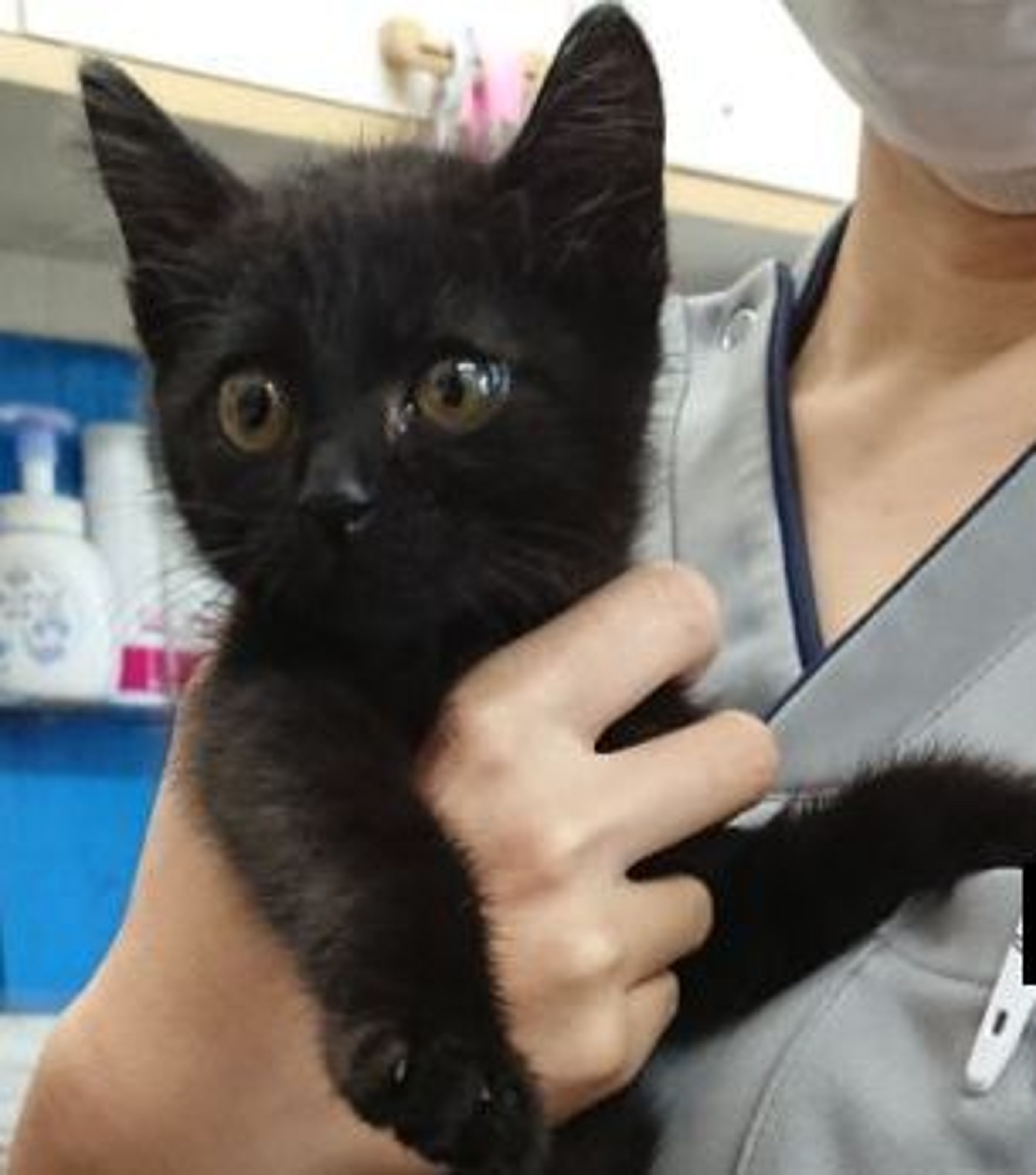 雑種（ミックス猫）・オスの里親募集の写真