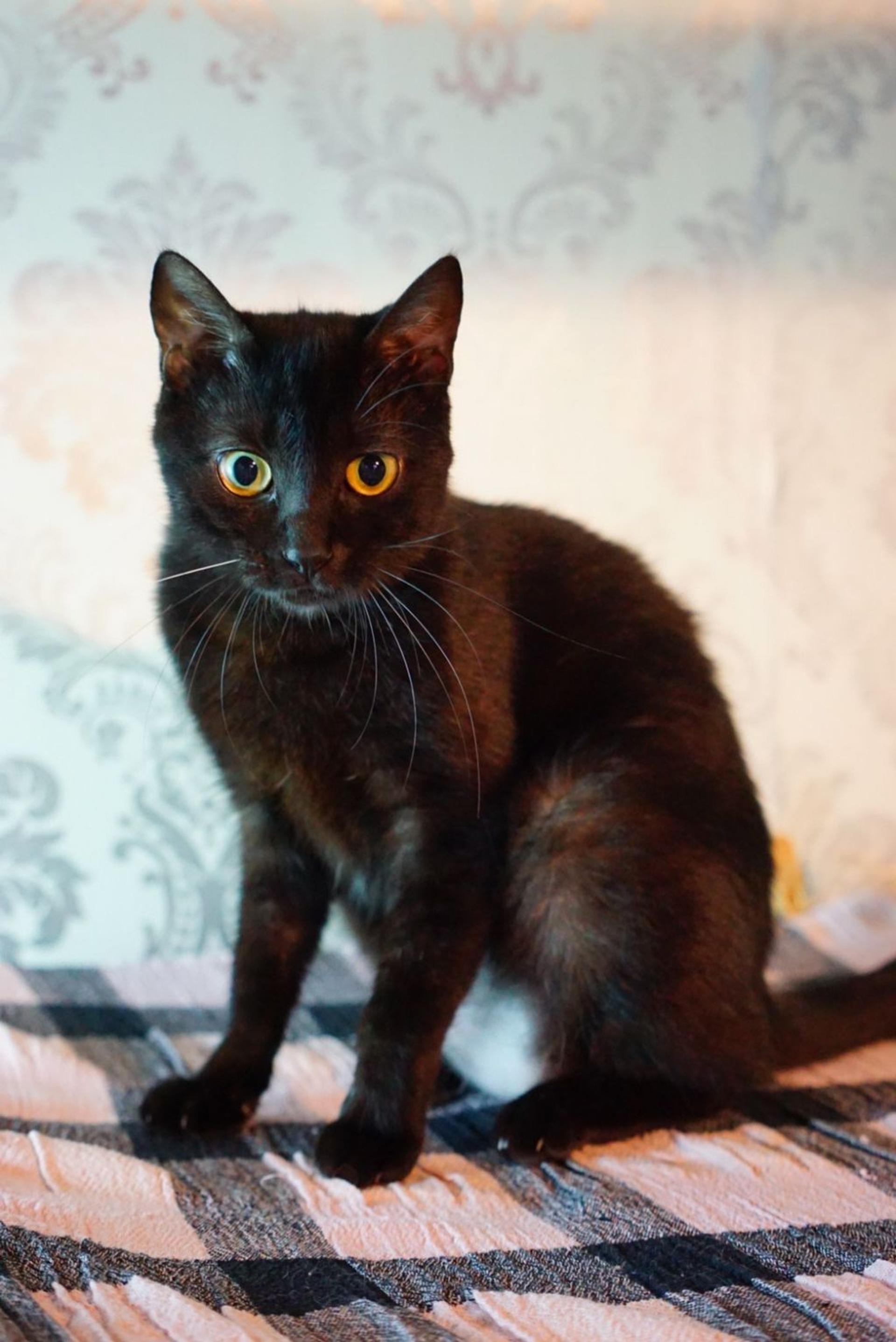 pet-image-4