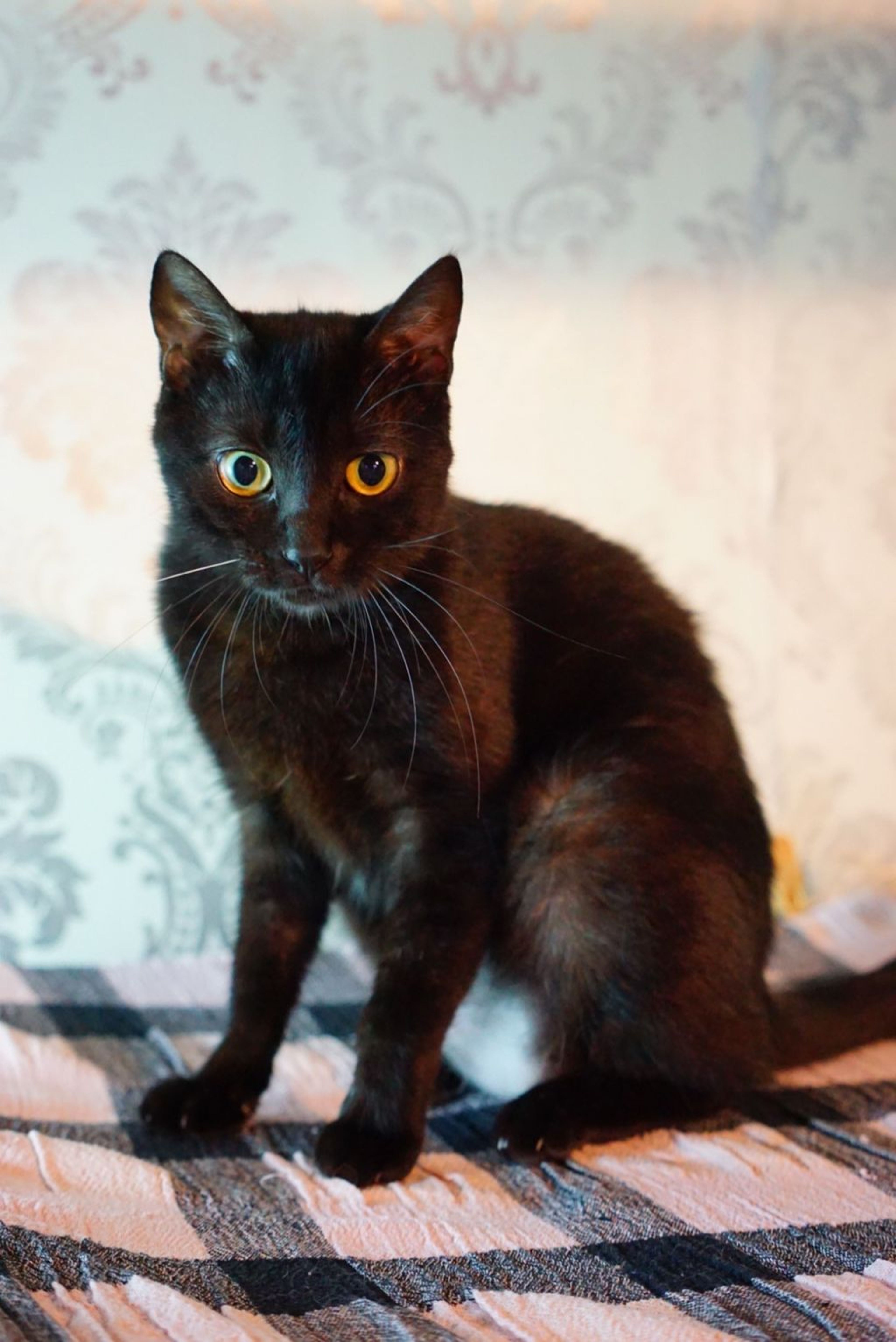 pet-image-4
