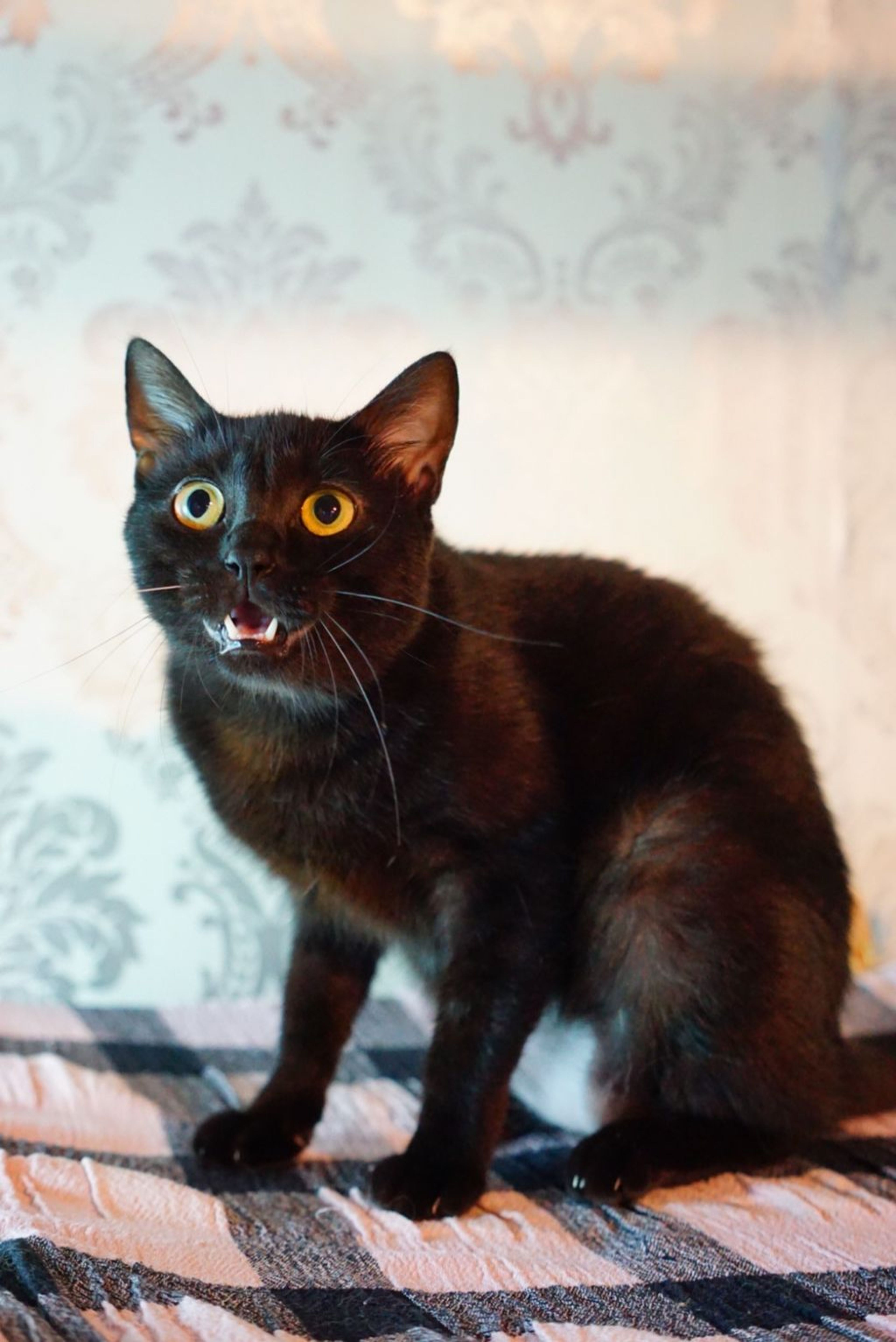 pet-image-5