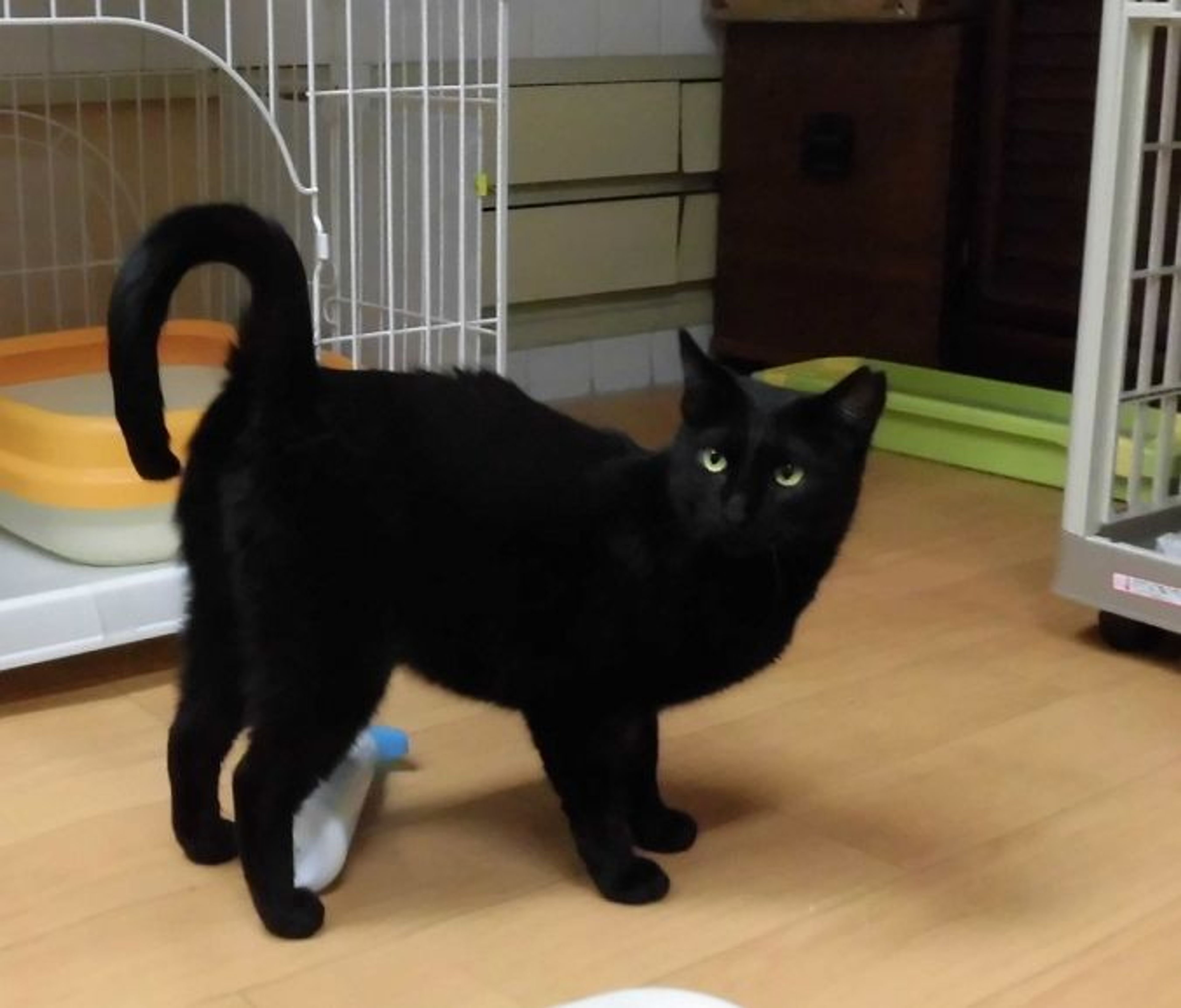 日本猫・メスの里親募集の写真