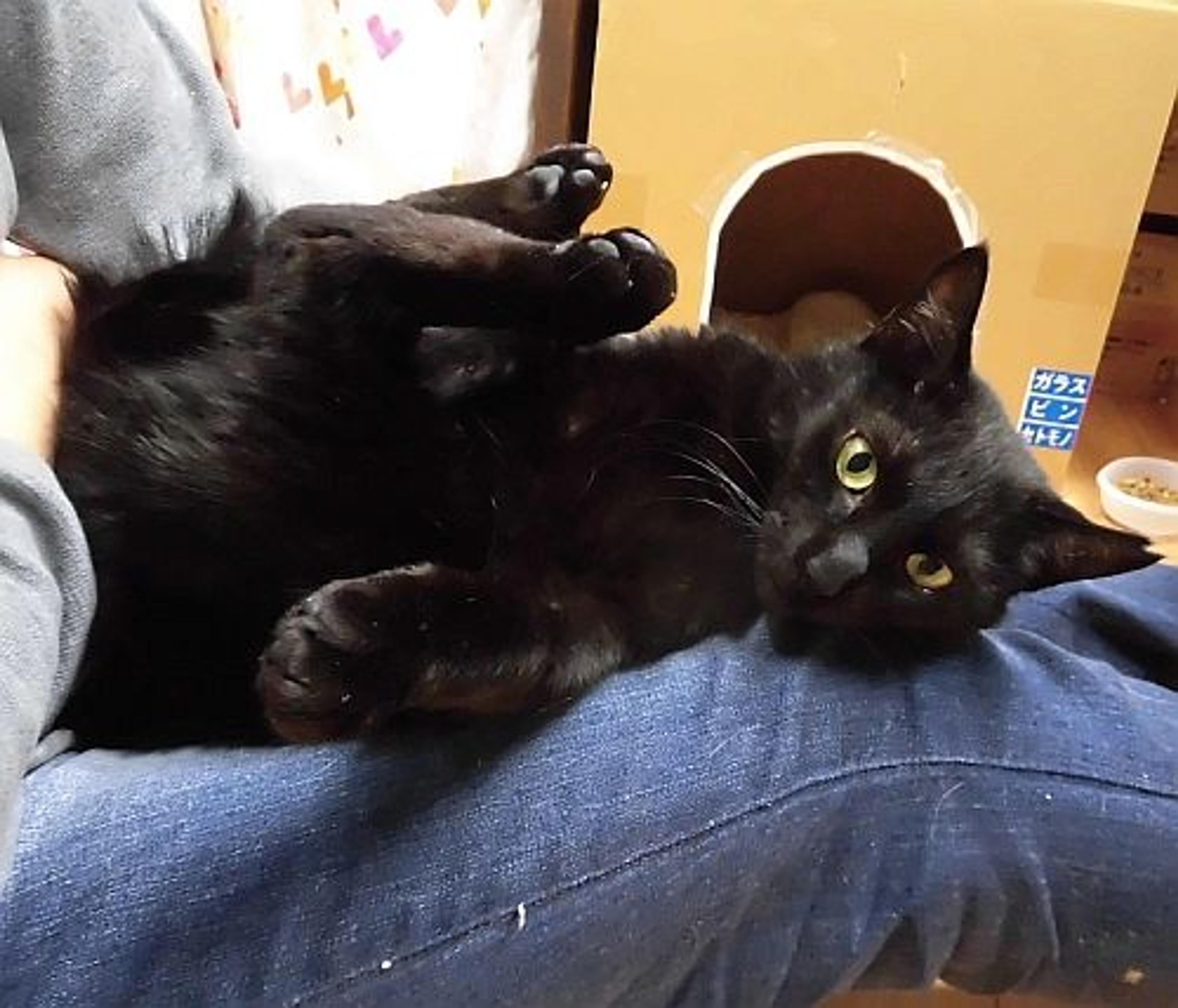 pet-image-2