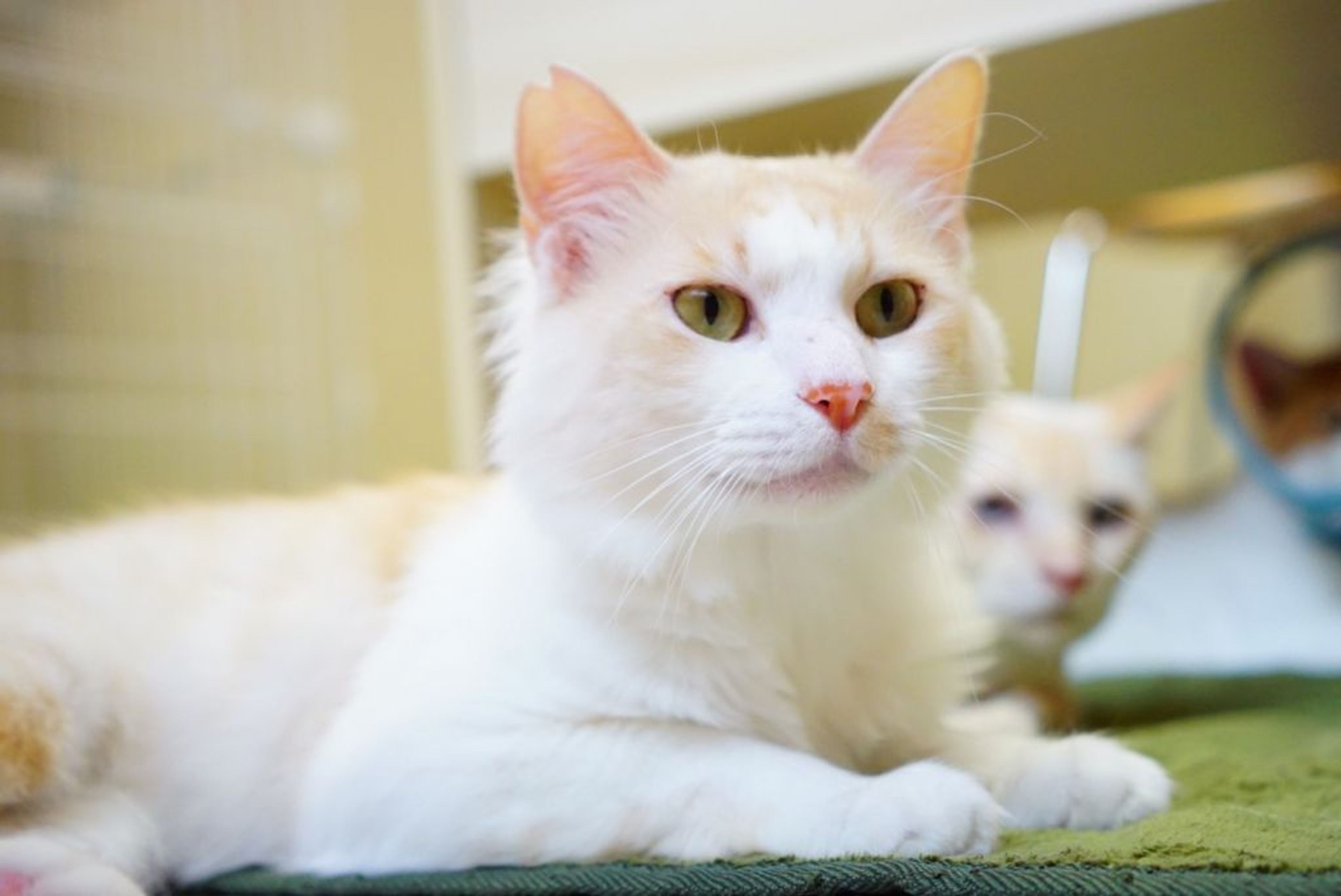 雑種（ミックス猫）・オスの里親募集の写真