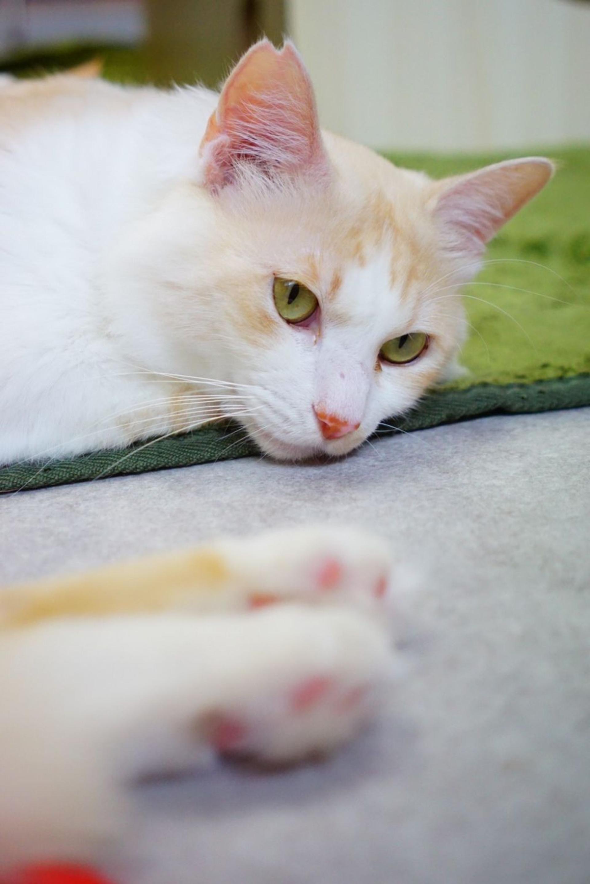 pet-image-2