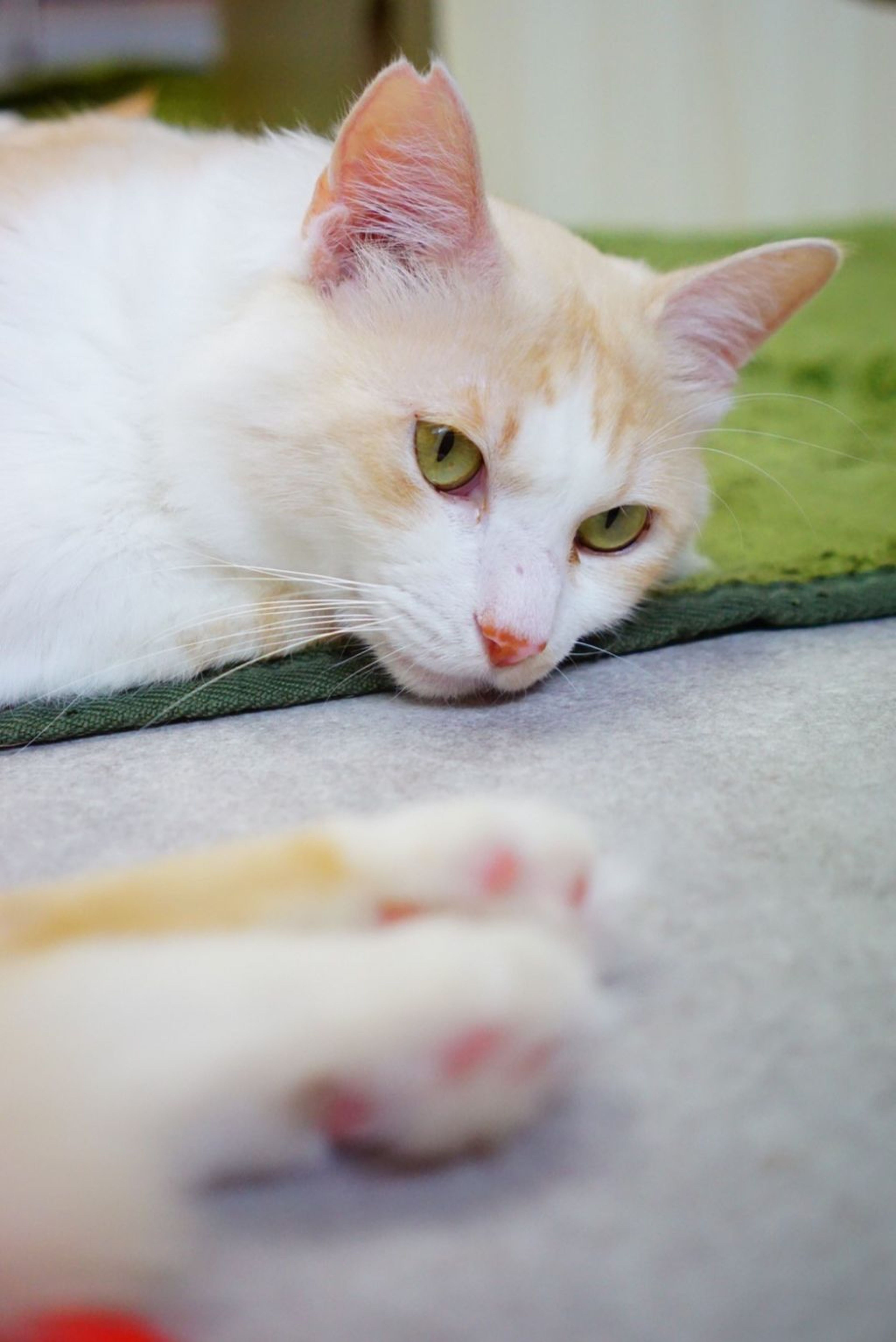 pet-image-2