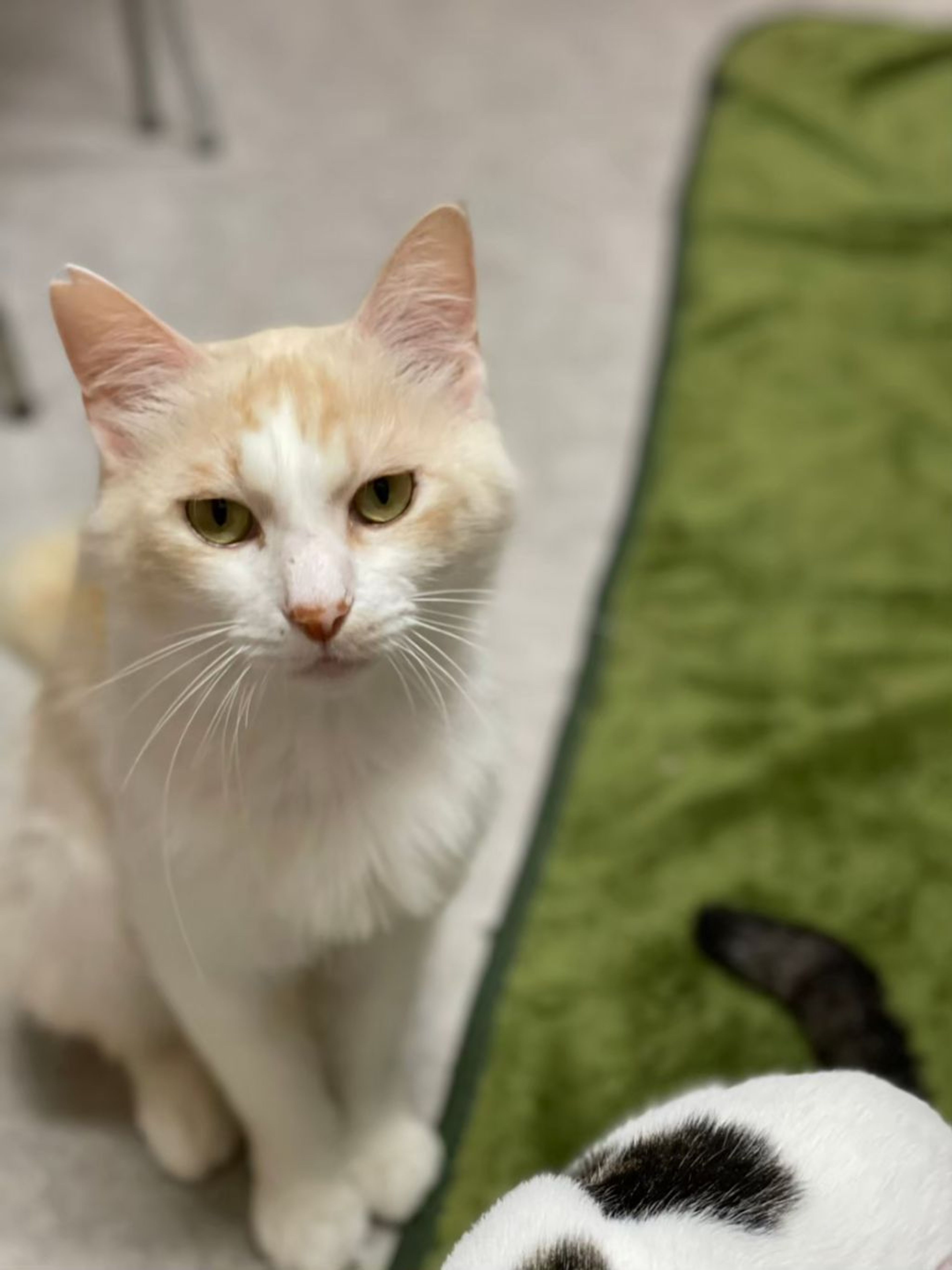 pet-image-3