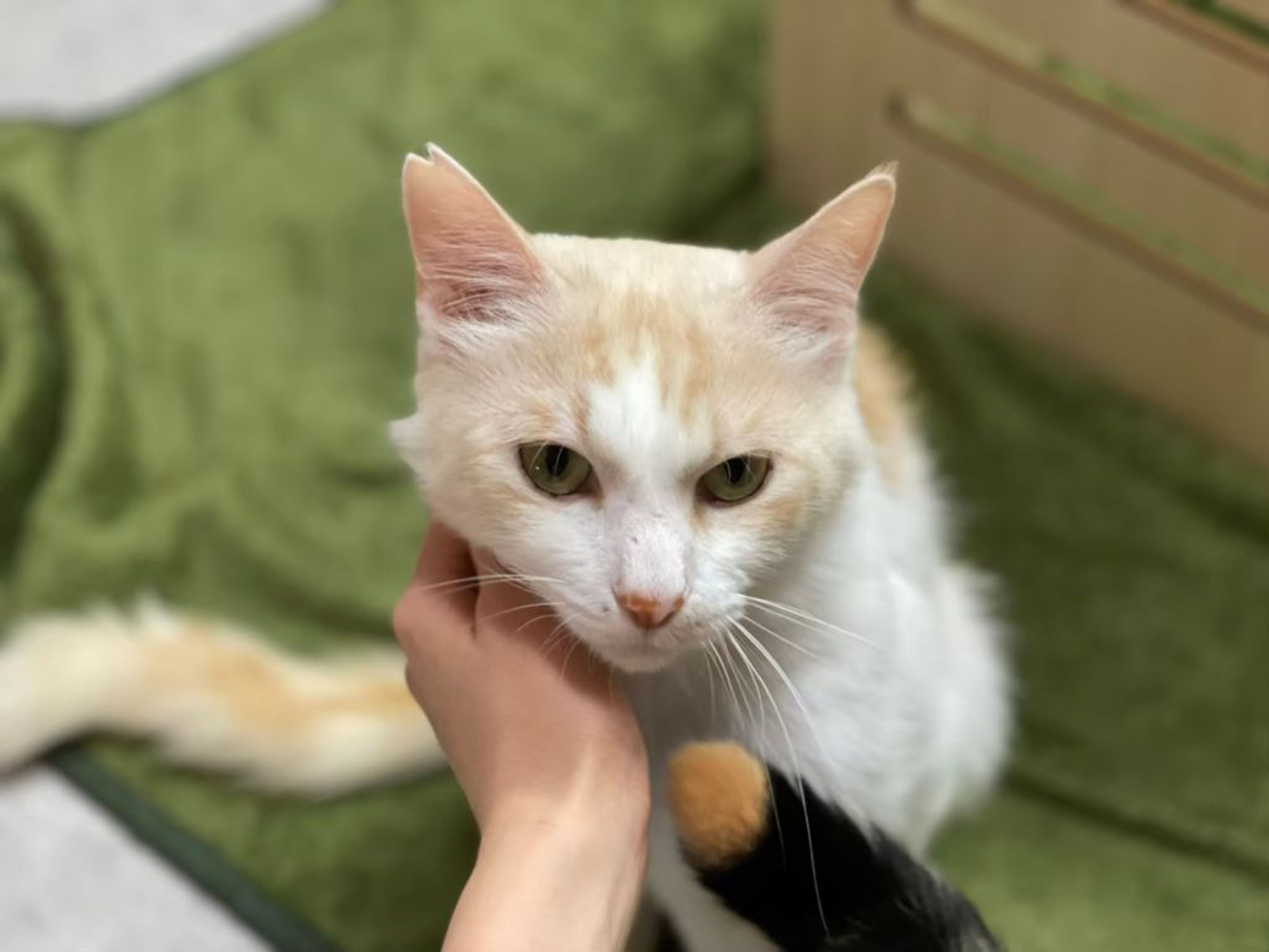pet-image-4