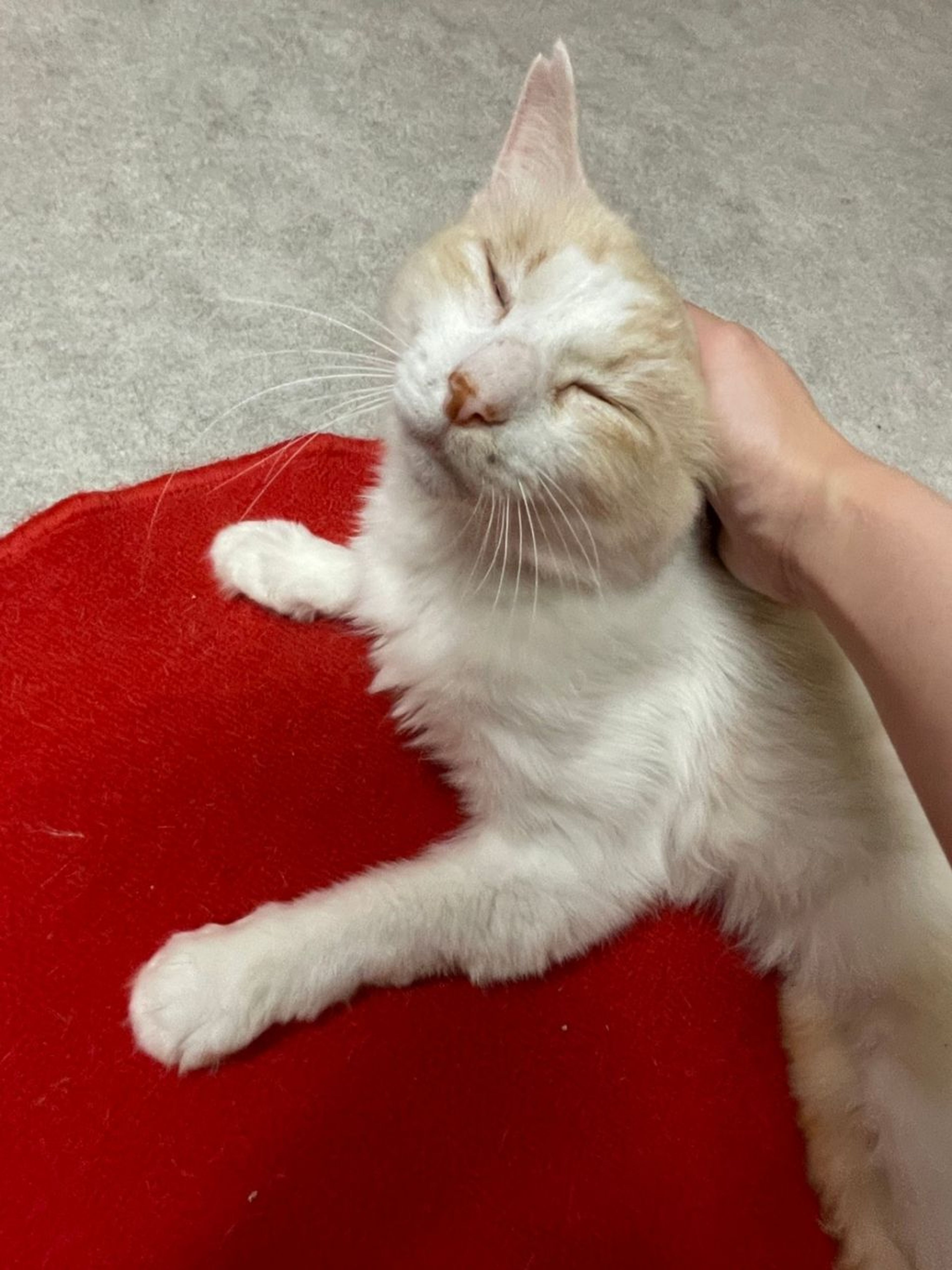 pet-image-5