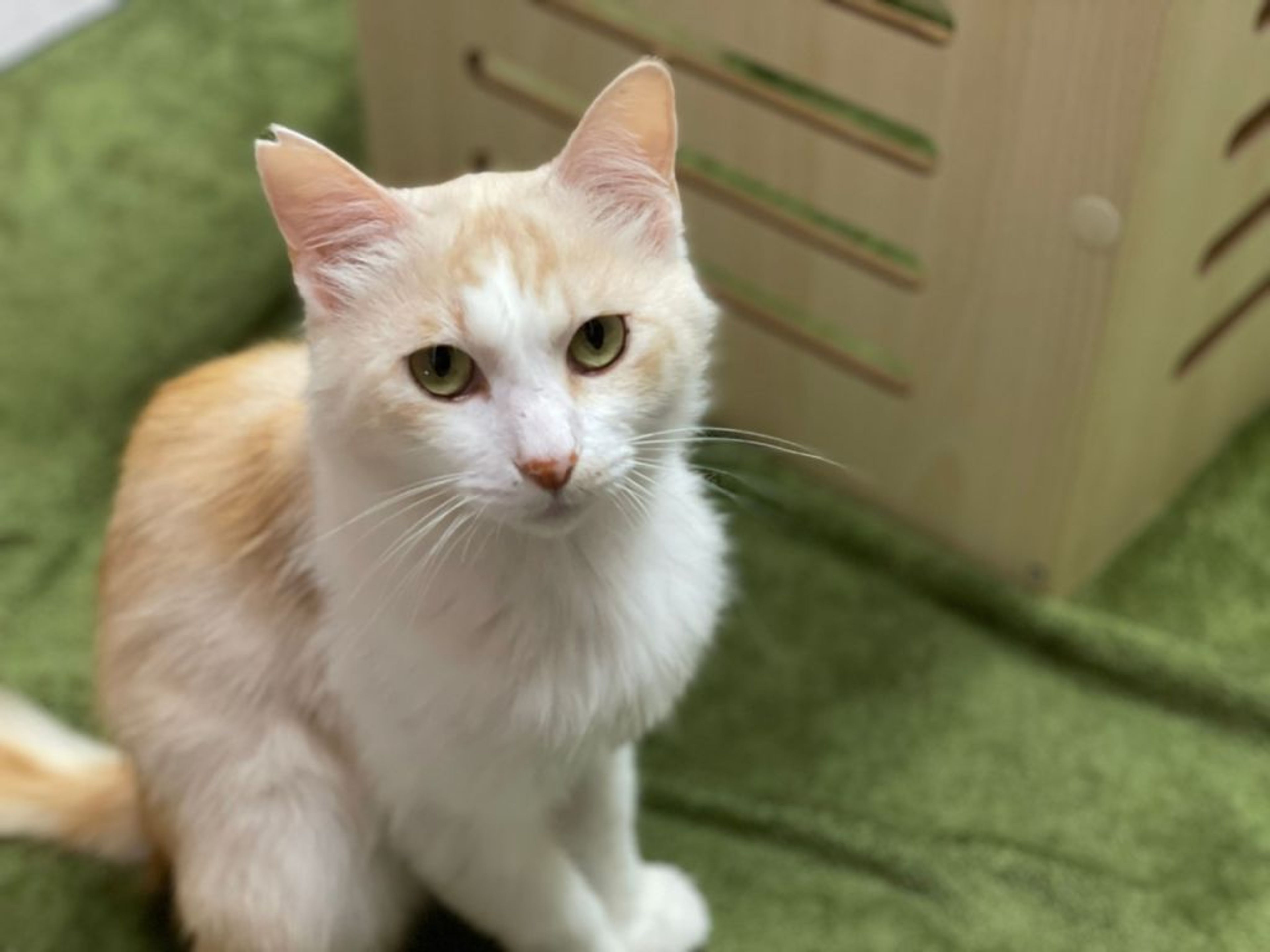 pet-image-7