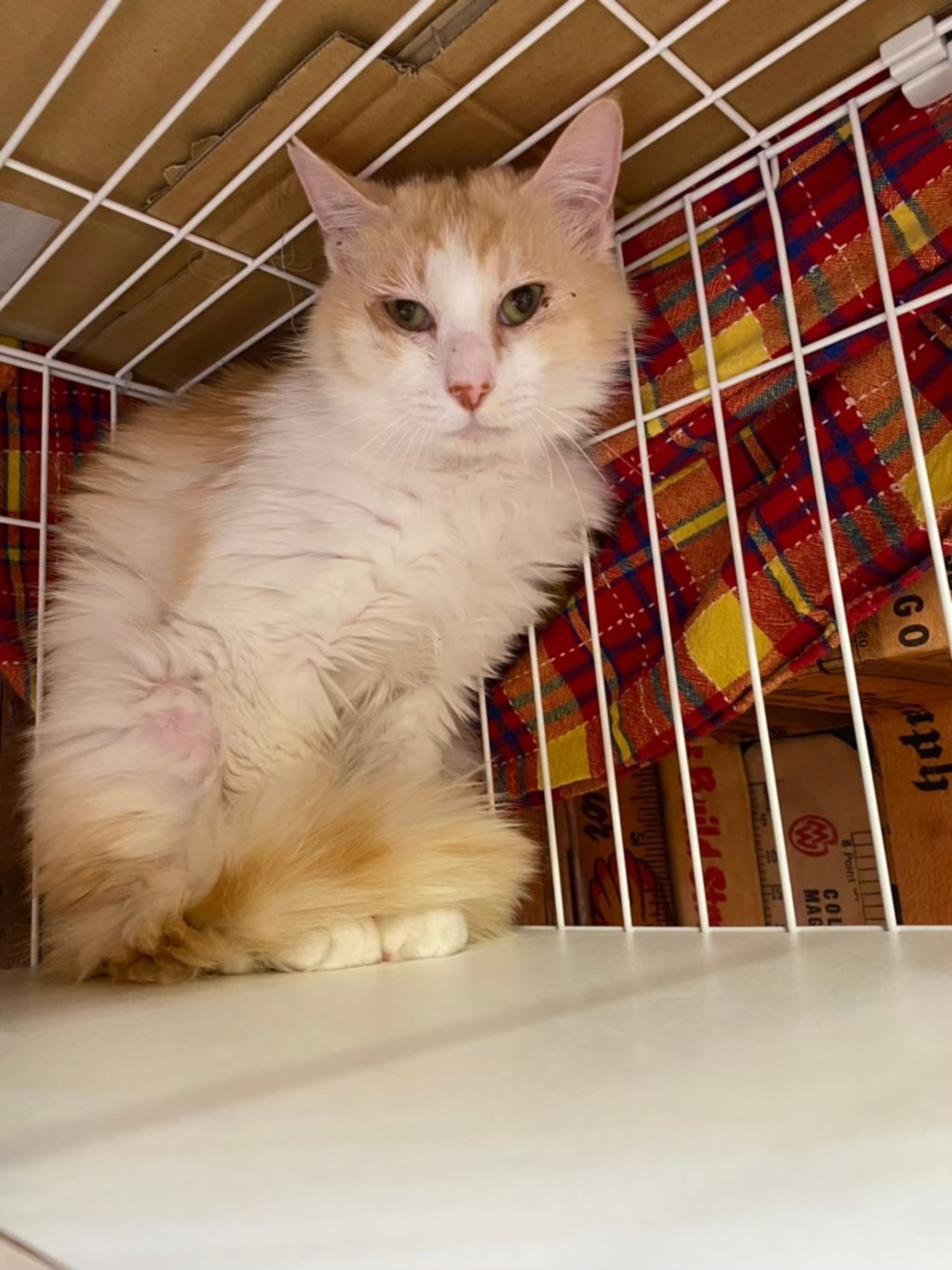 pet-image-8