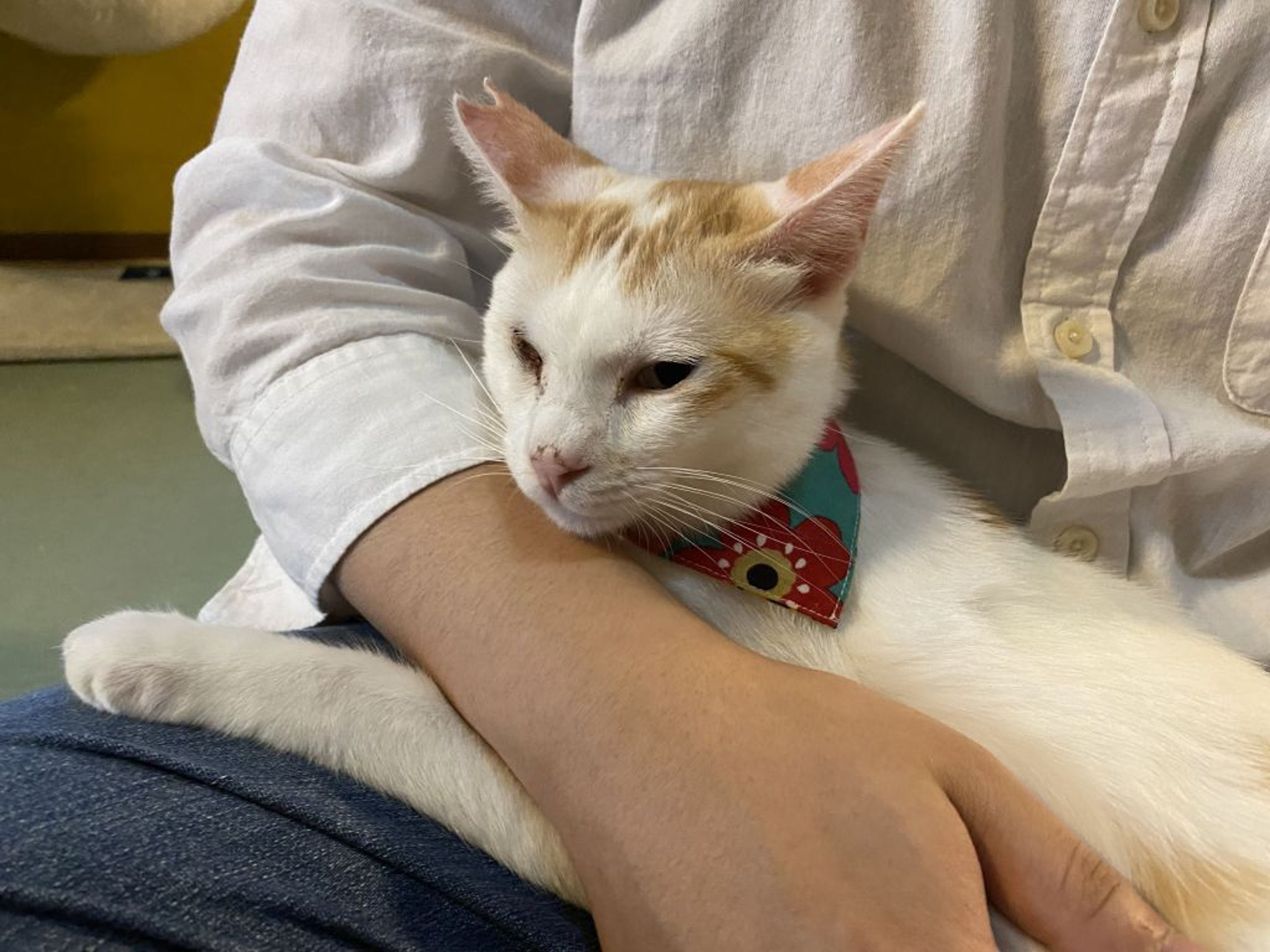 pet-image-4