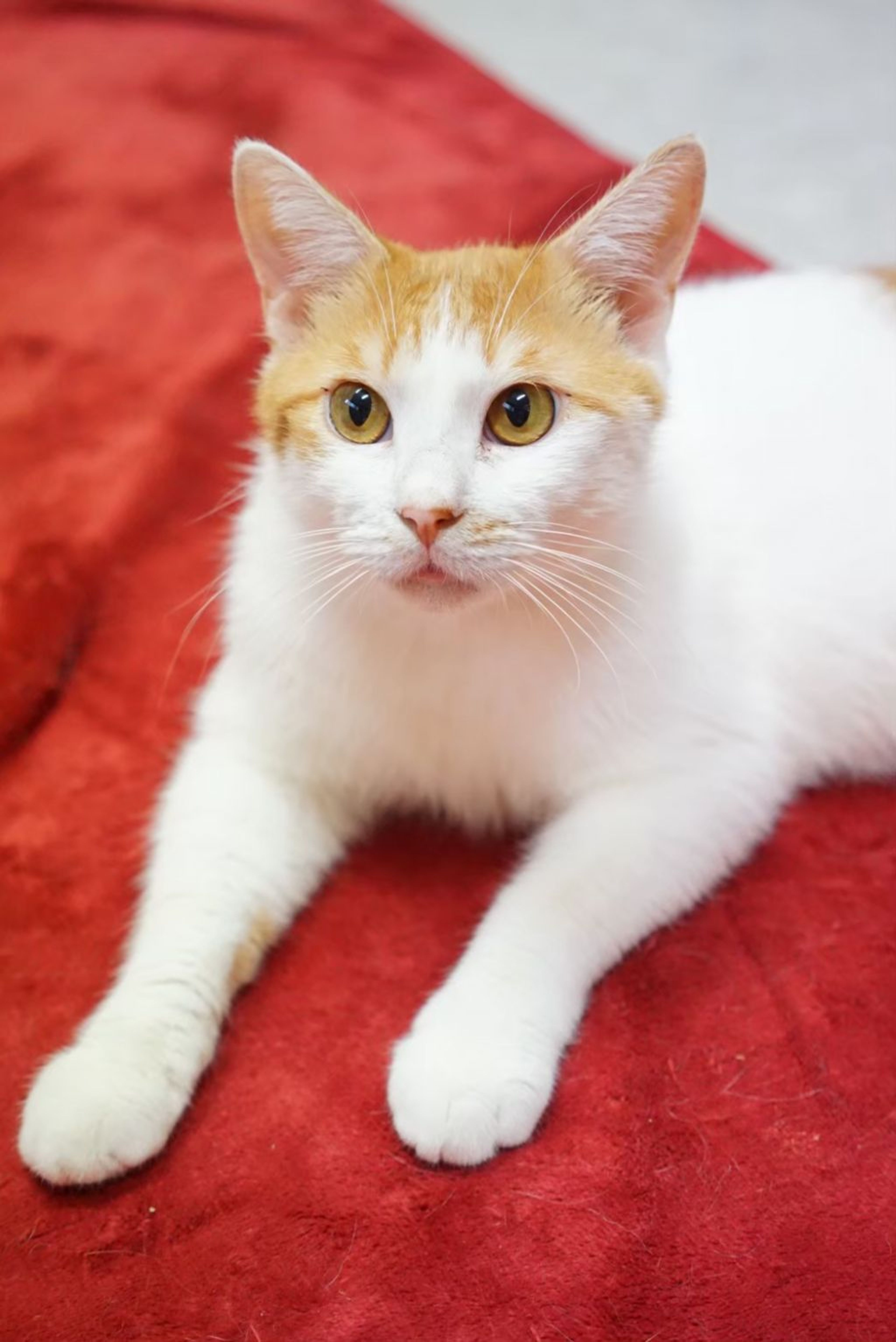 雑種（ミックス猫）・オスの里親募集の写真