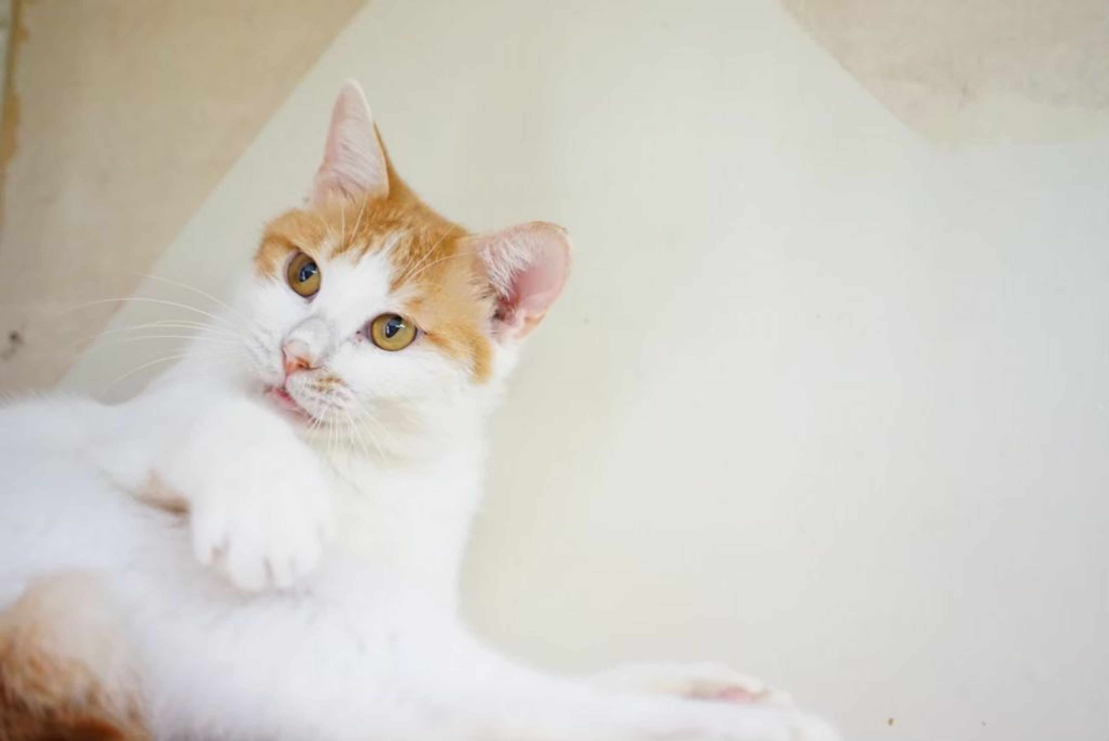 pet-image-2