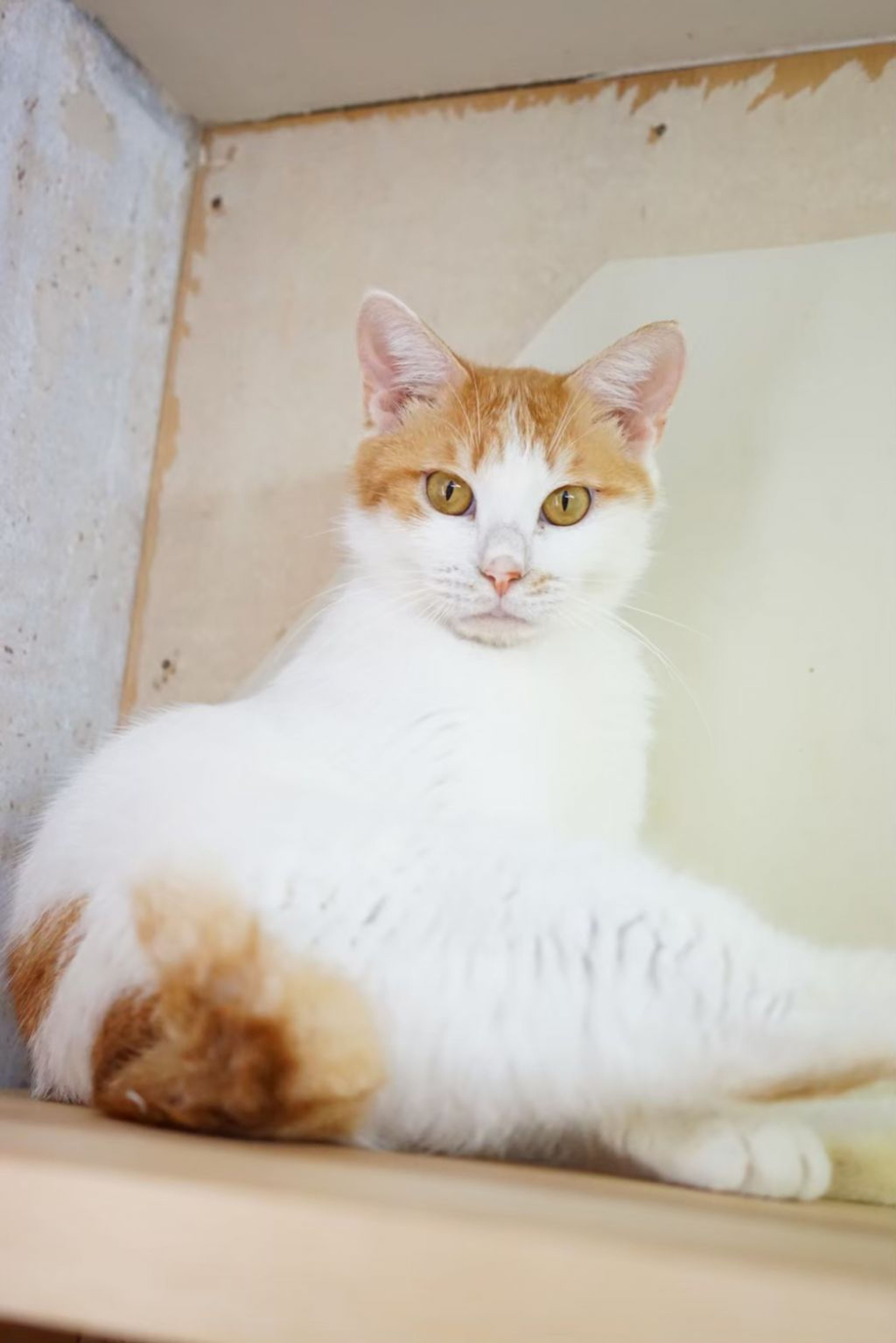 pet-image-3
