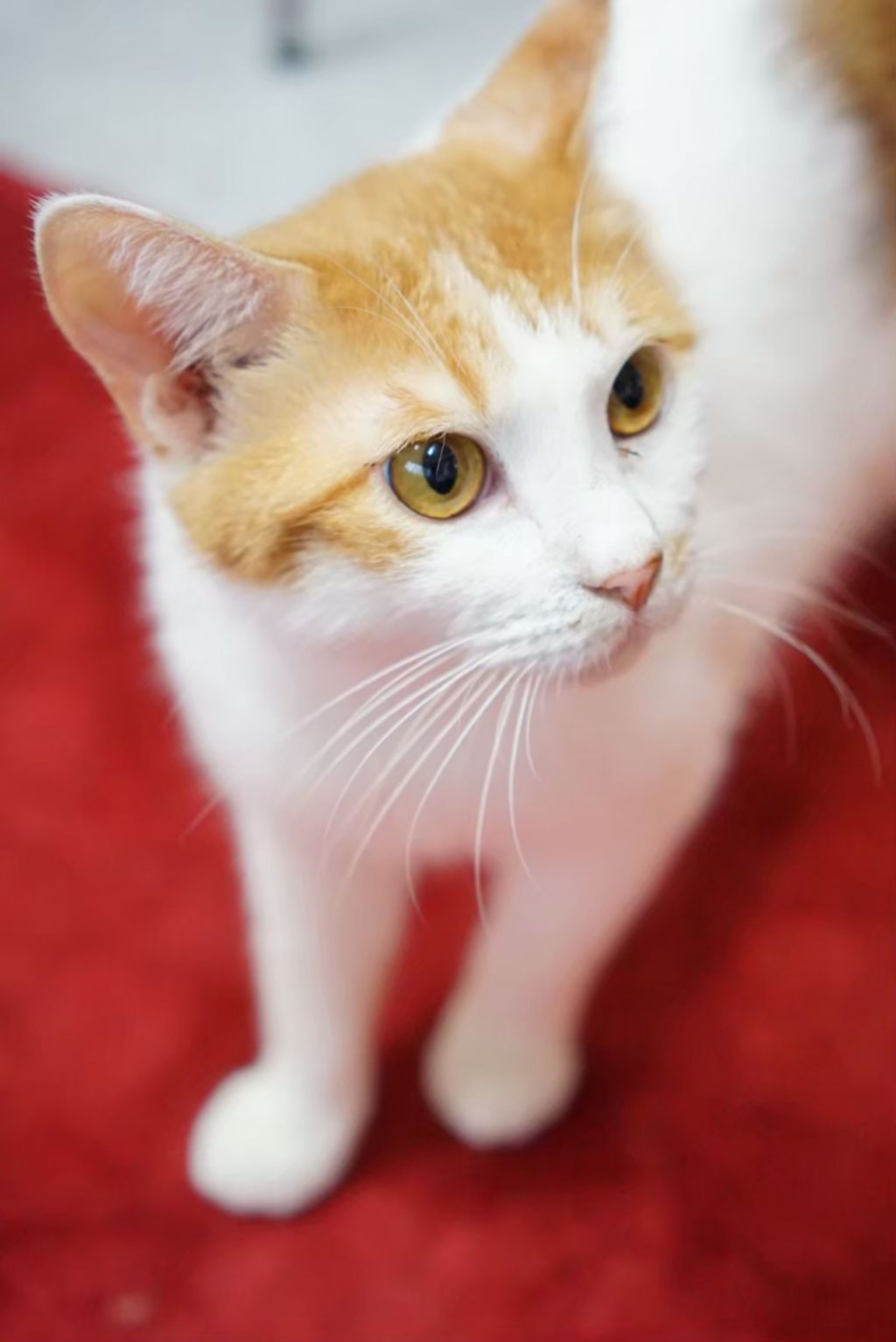 pet-image-4