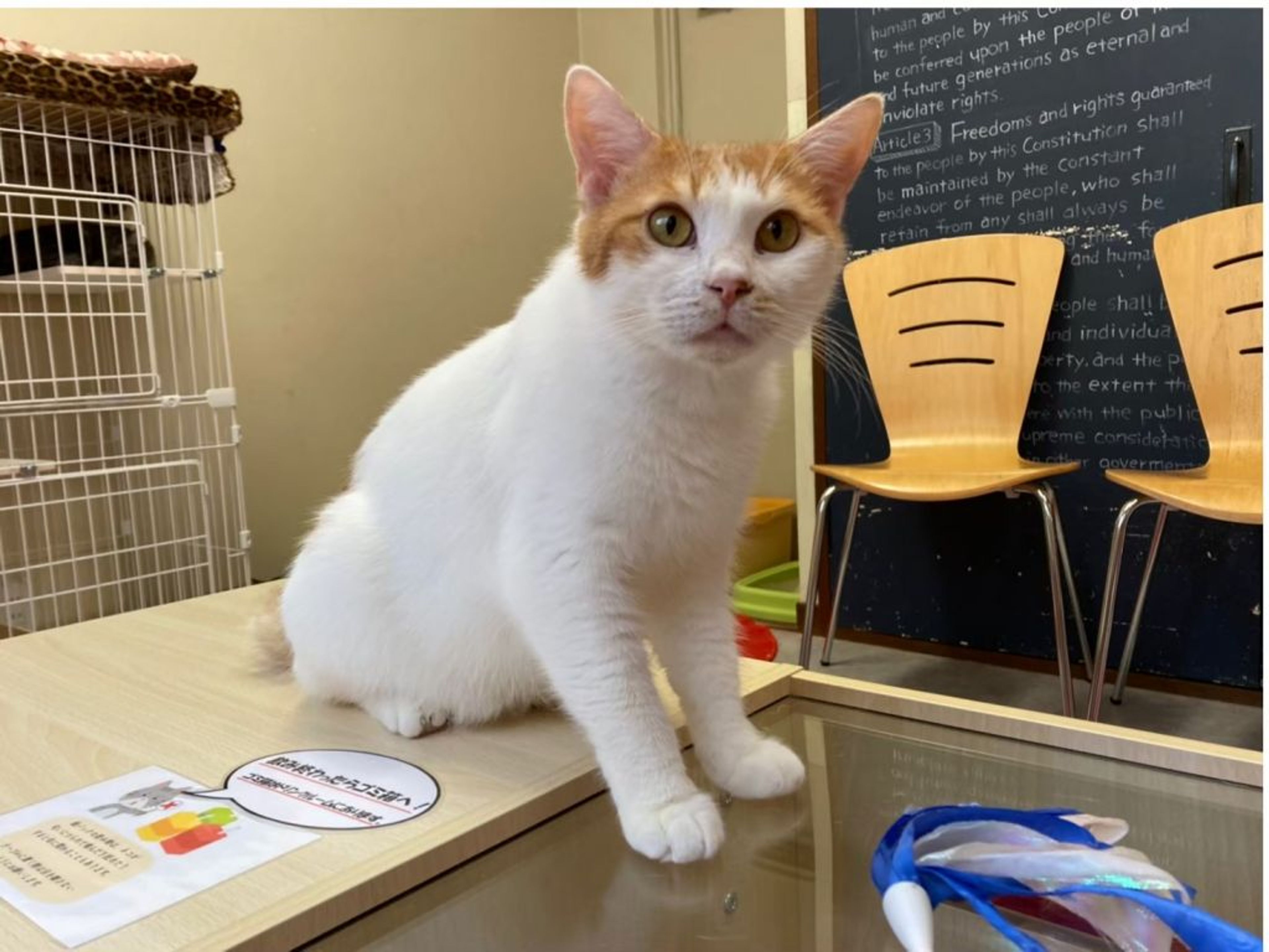 pet-image-5