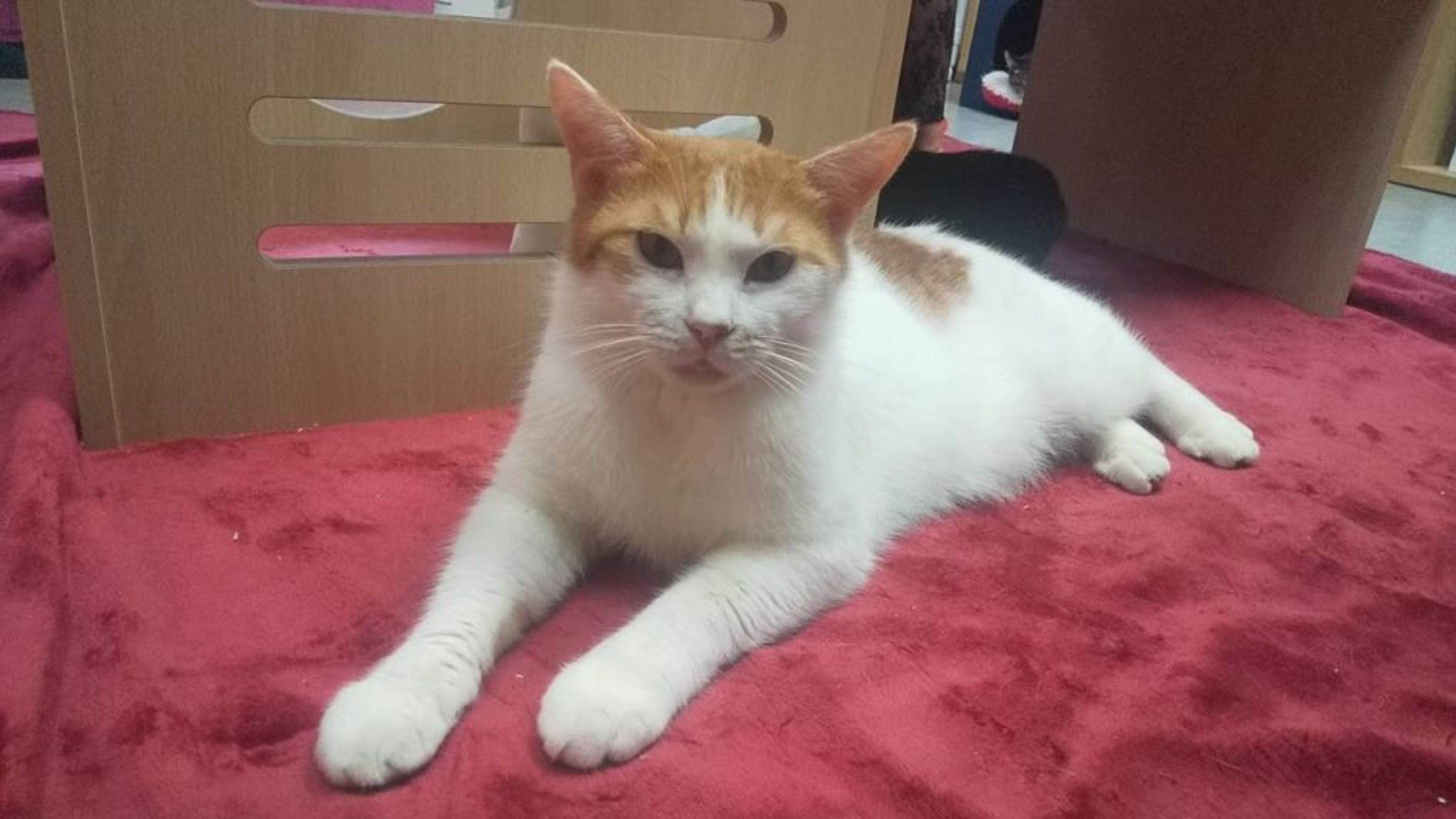 pet-image-6