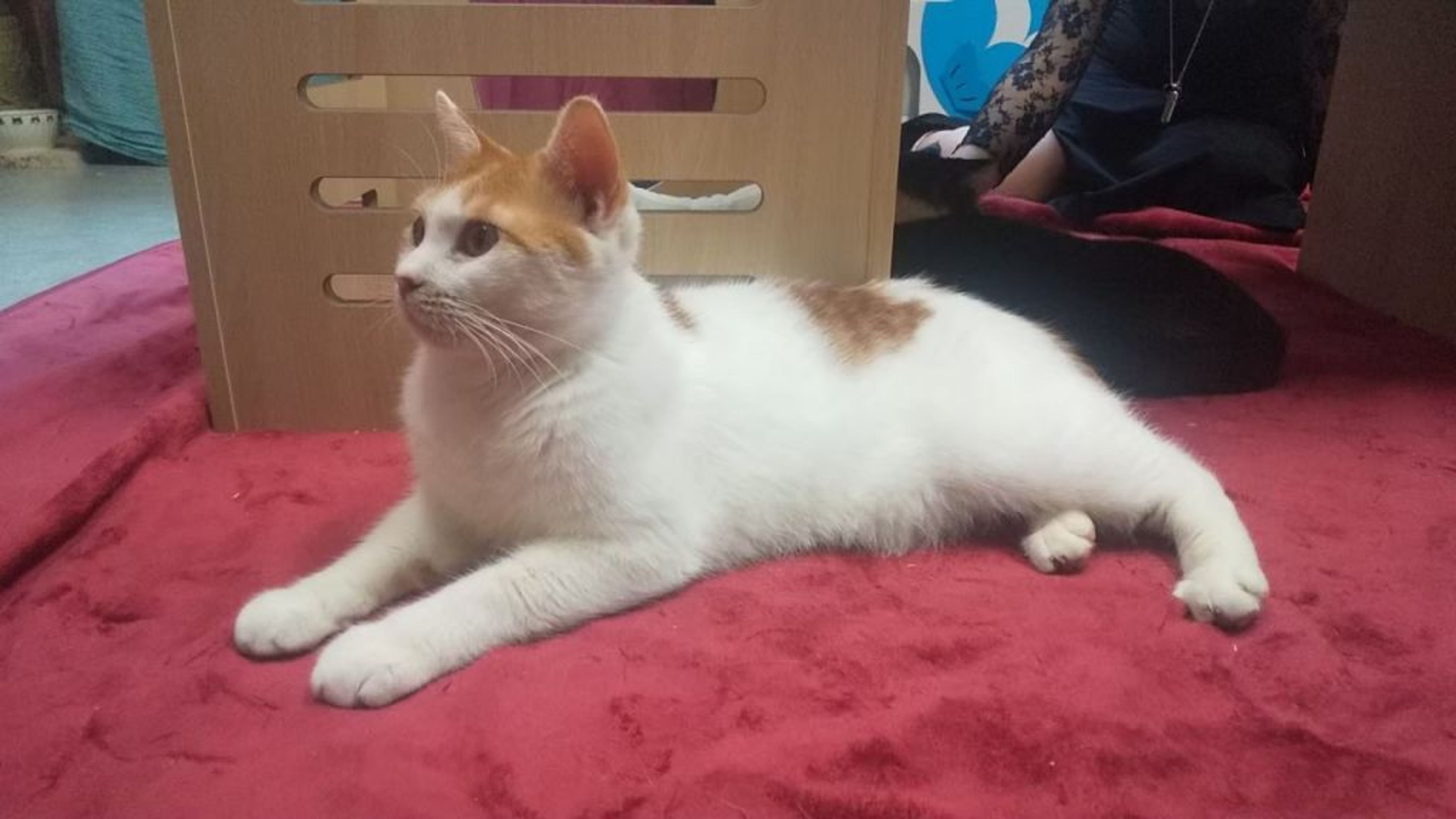 pet-image-7