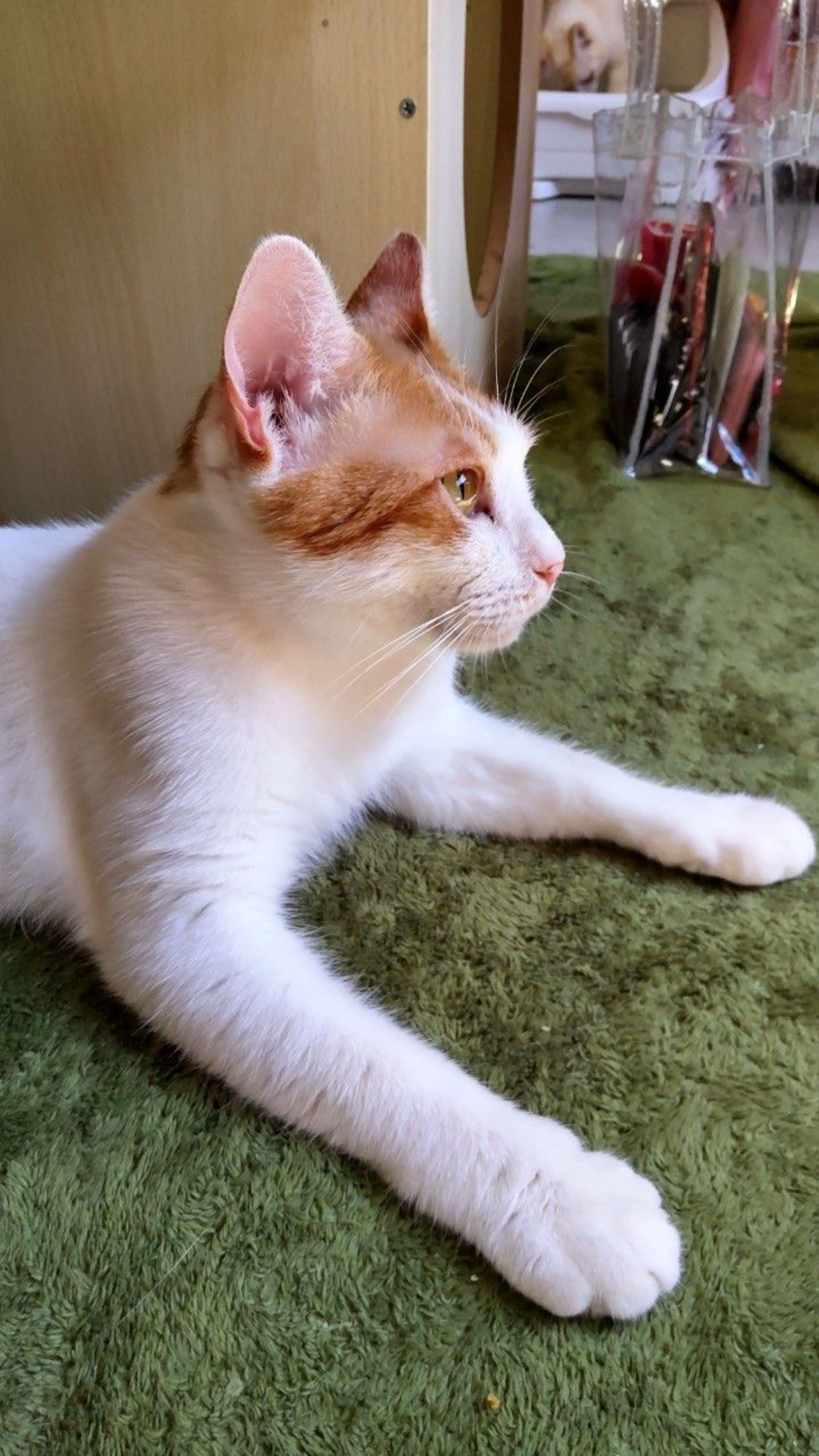 pet-image-8