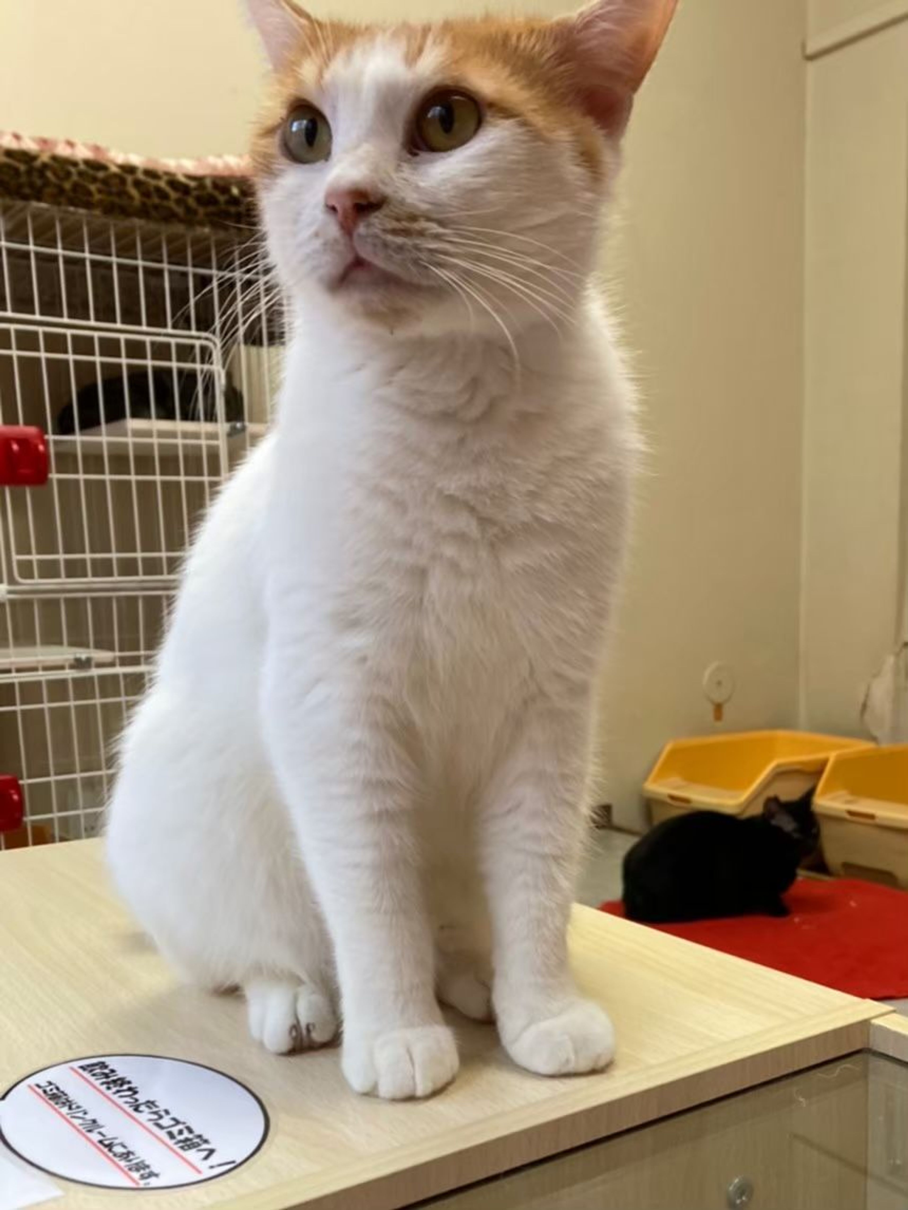 pet-image-9